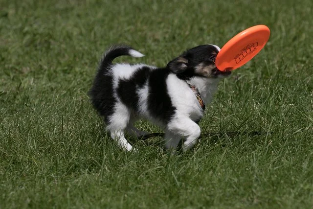 Little Black & White Dog carrying a Frisbee