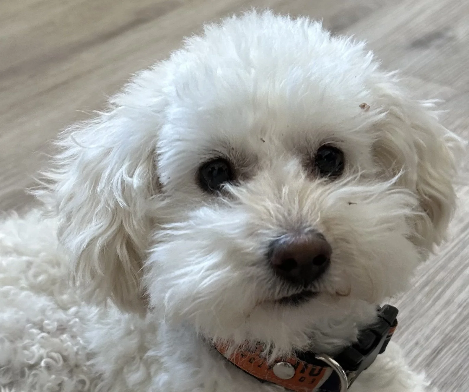 Close-up of a small white fluffy dog with dark eyes and a brown nose, wearing a collar, on a wooden floor.