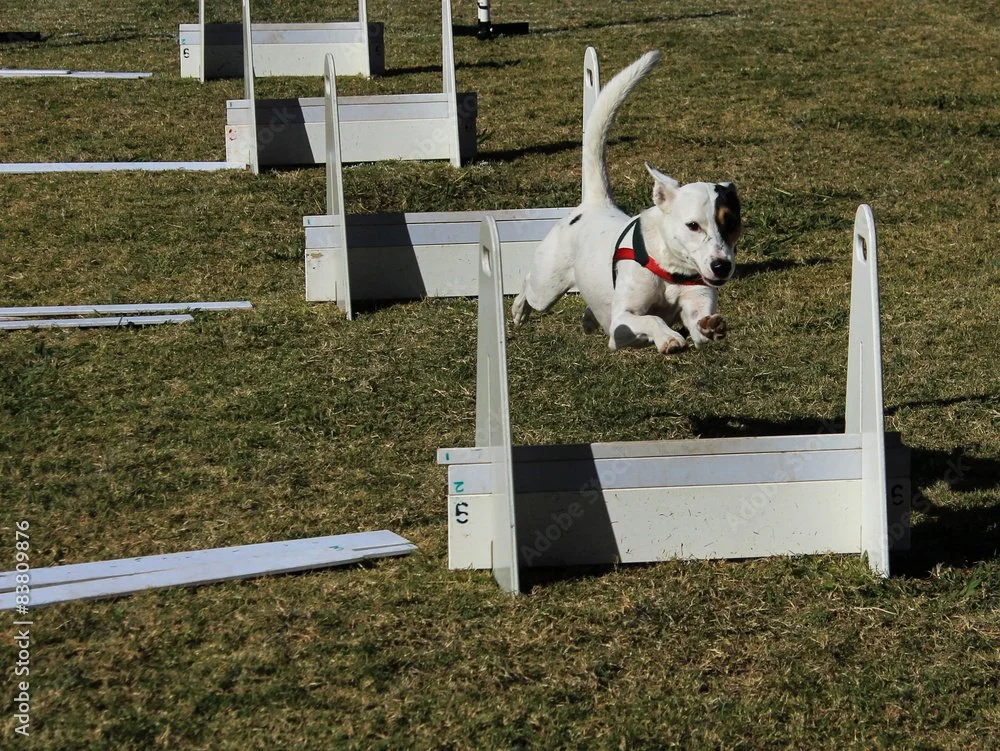 A Jack Russel terrier jumping flyball jumps