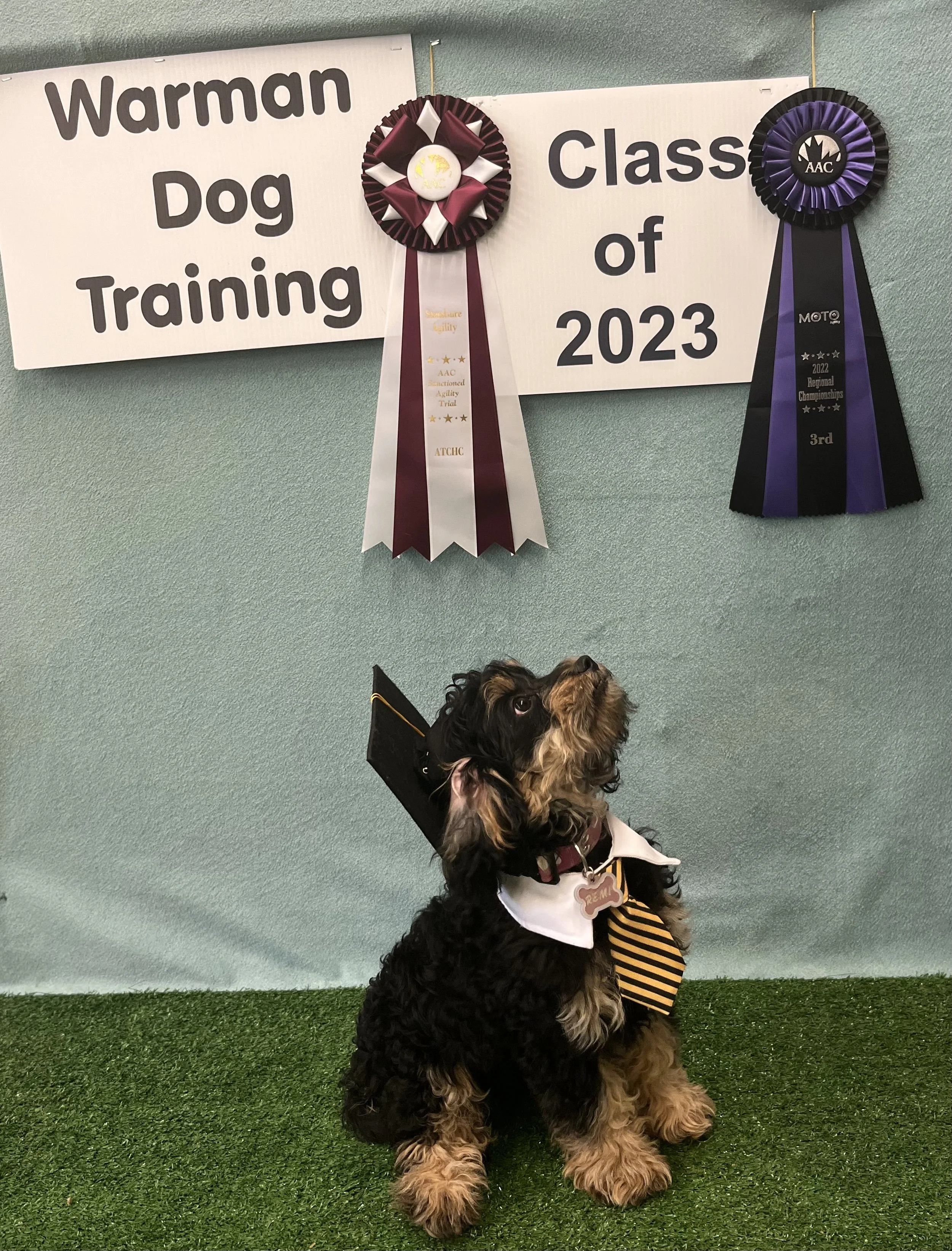 FAQ Indoor heated training area showing a Black and Tan puppy graduating.