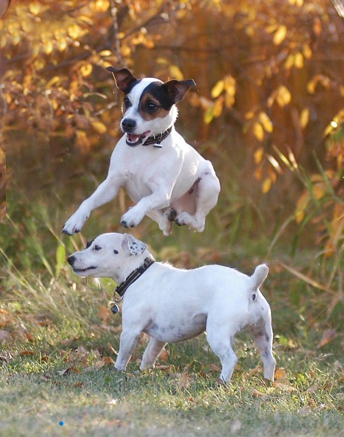 2 jack russels practicing jump tricks