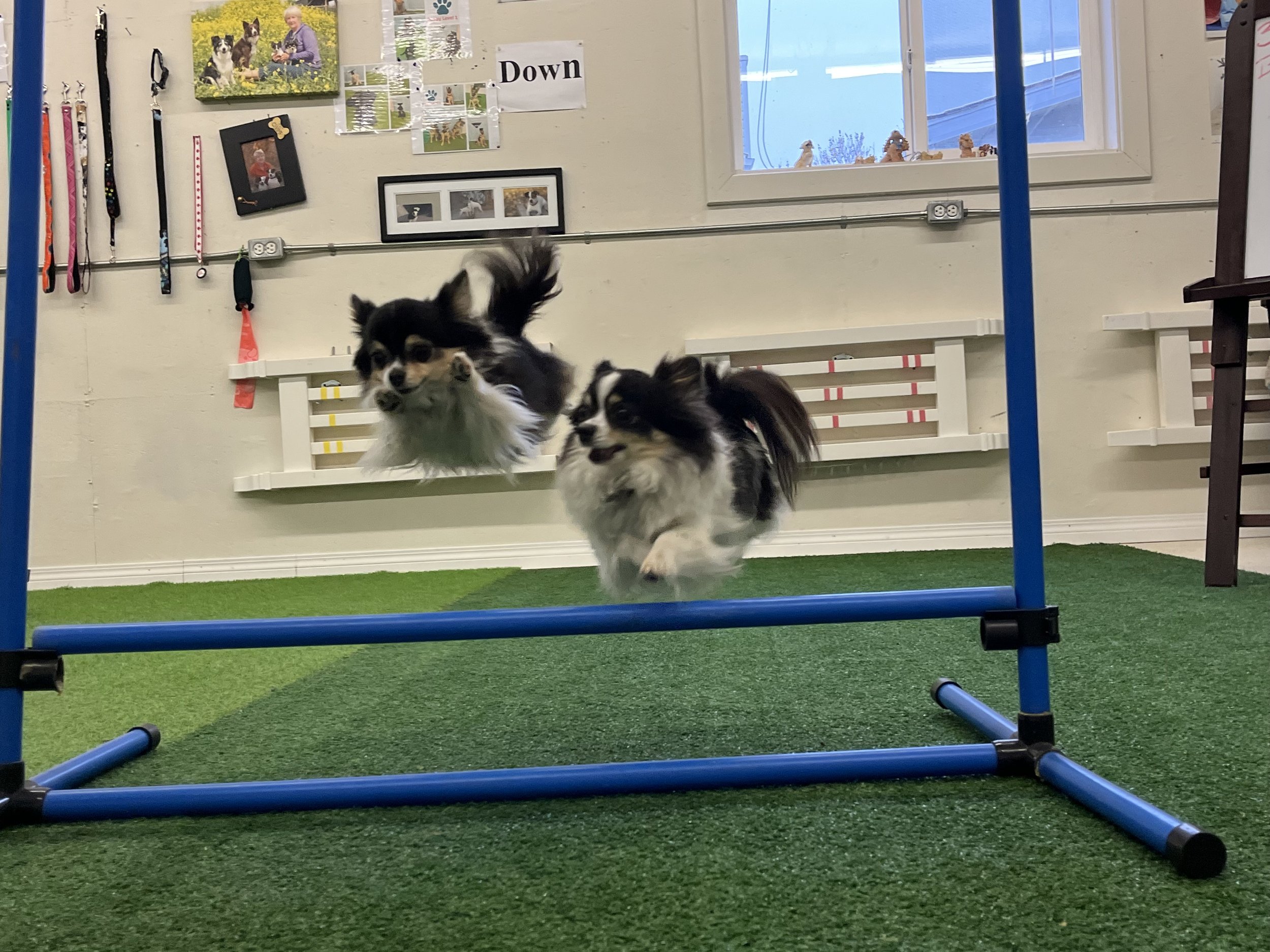 Two small dogs participating in an indoor agility training course. The setting includes a green artificial grass floor, blue agility equipment, and a bulletin board with photos and artwork on the wall.