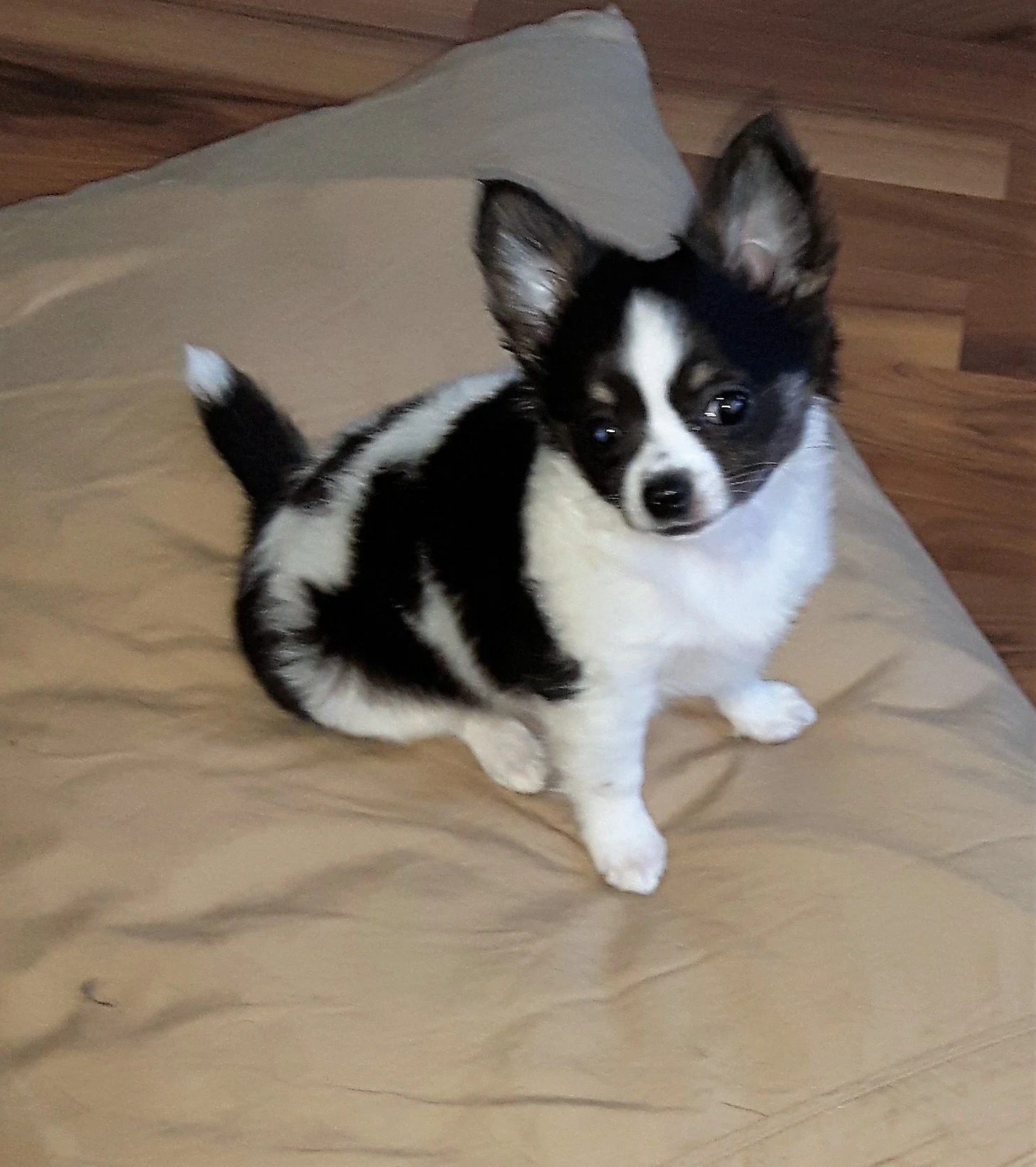 A young puppy at Headstart Inhome Private Puppy Traiing.