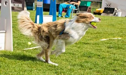 A red border collie carrying a flyball