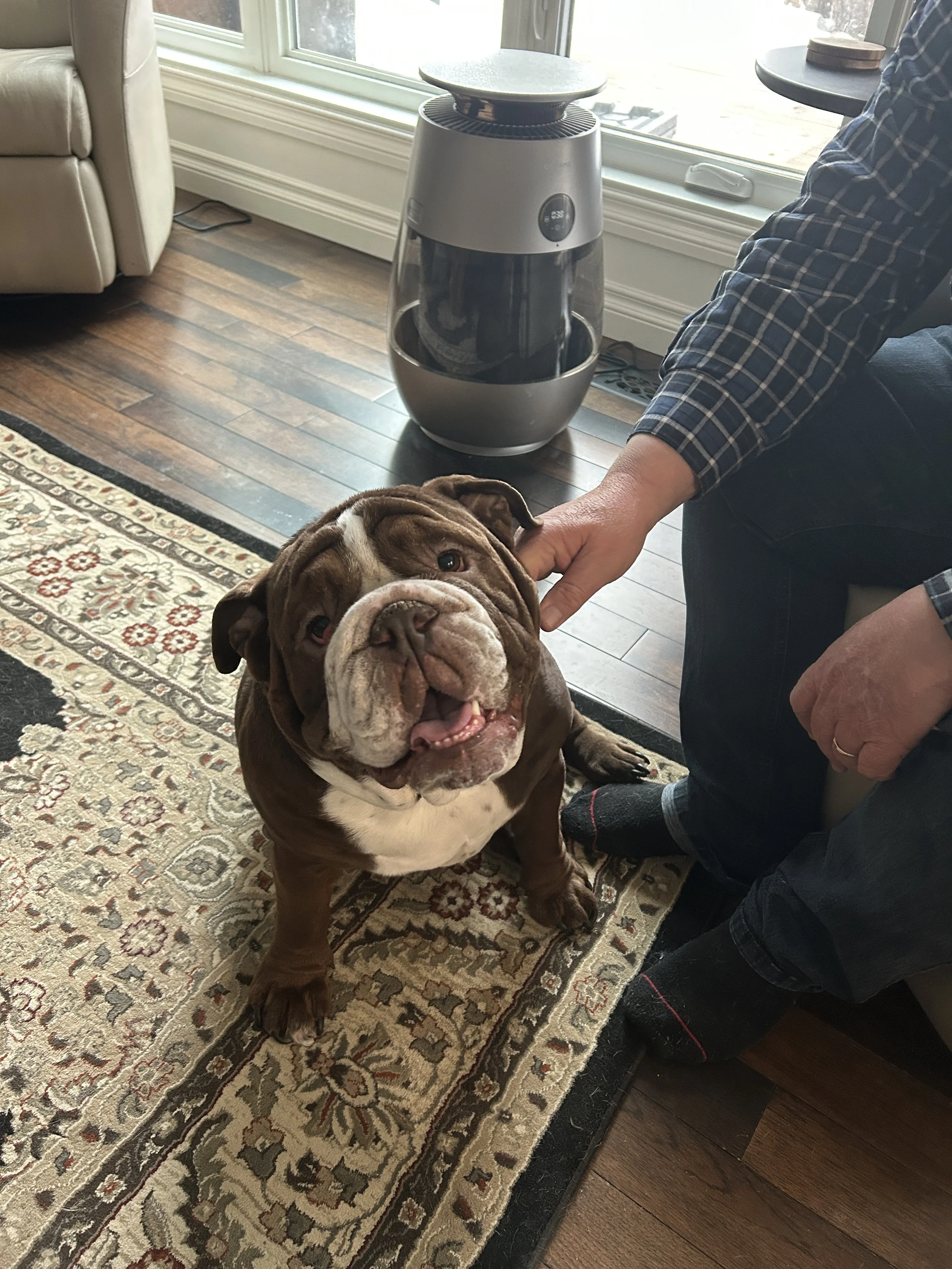 Private Dog Training Saskatoon and Area