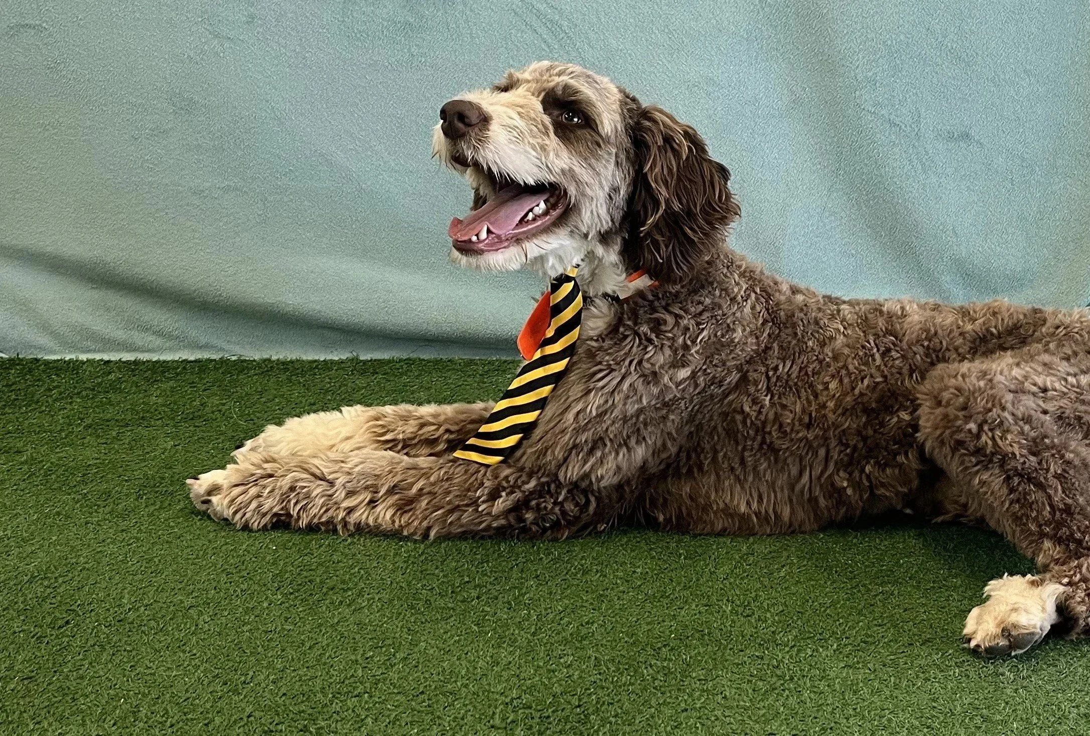An Aussie Doodle with a Tie smiling after Private Dog Training