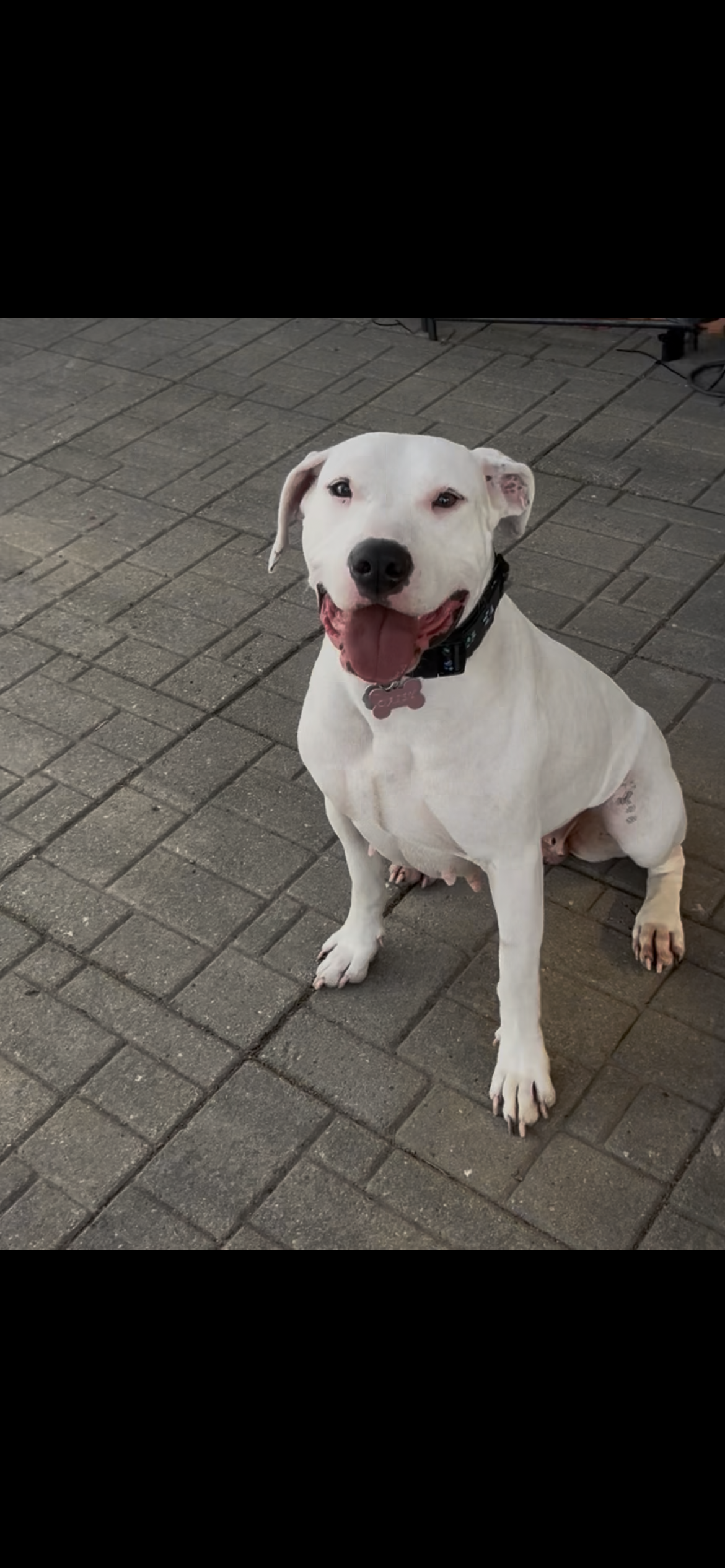 A happy white dog with black eyes and nose, sitting on a brick sidewalk, with its tongue out and wearing a collar with a pink bone-shaped tag.