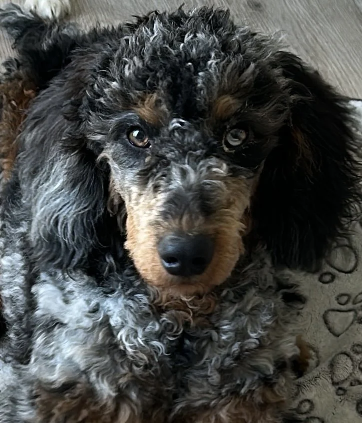 Close-up of a curly-haired black and tan puppy with light-colored eyes, sitting on a patterned floor.