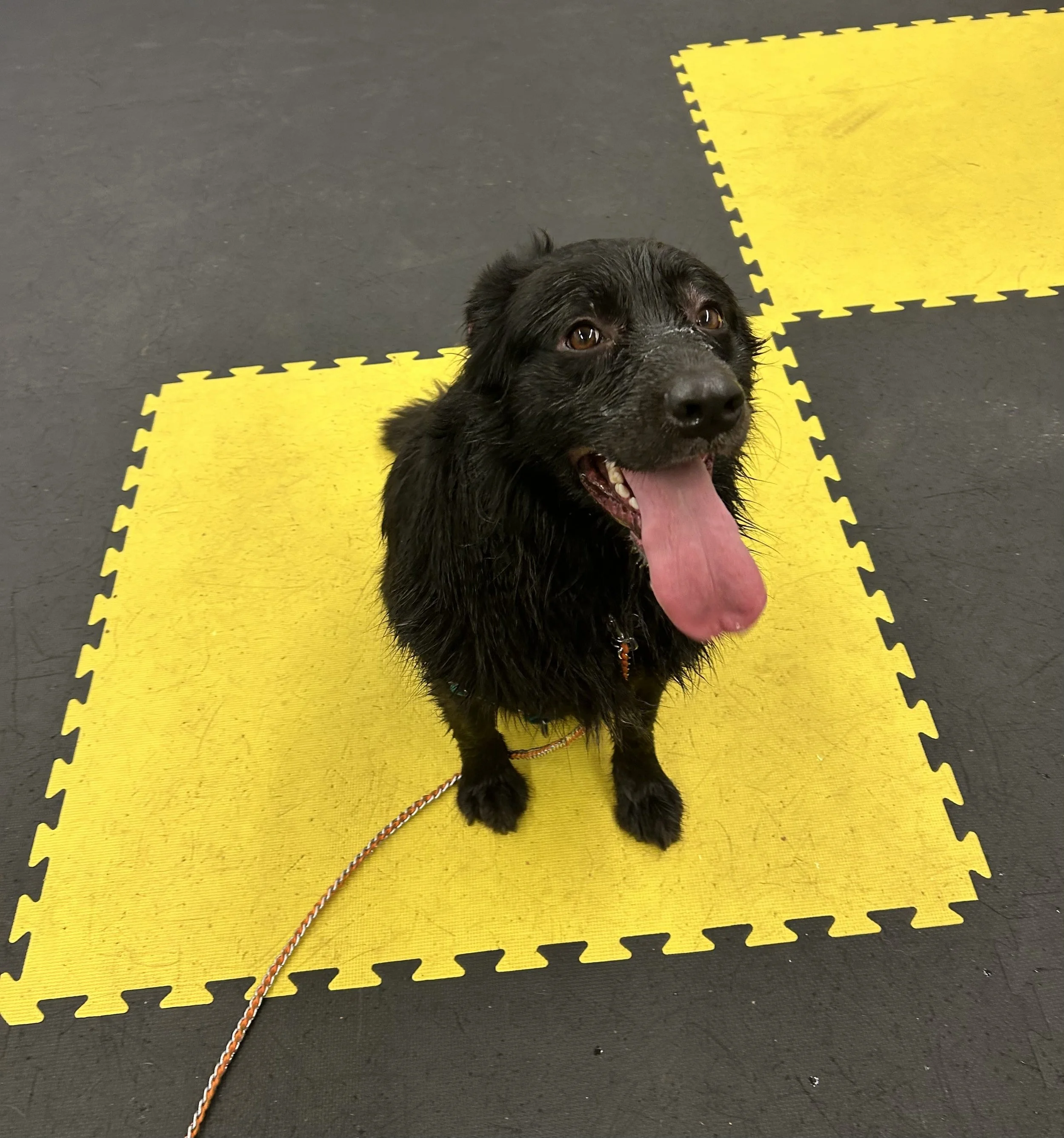A black dog with brown eyes and a pink tongue is lying on a yellow puzzle piece foam mat on a dark floor, looking up.