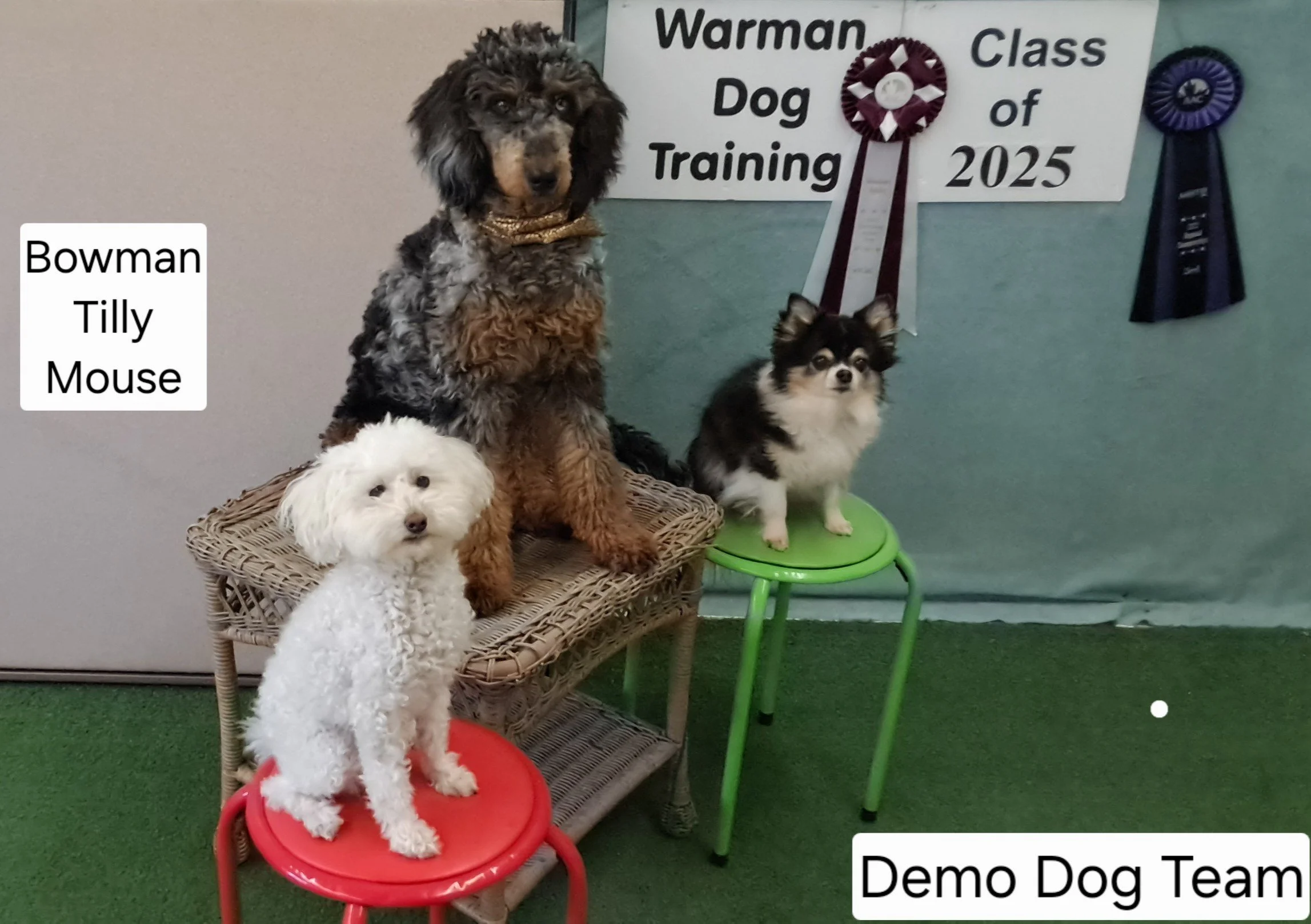 A group of four dogs of different breeds sitting on and around a wicker table in front of a whiteboard with awards, at a dog training class. One dog is sitting on a red stool, another on the wicker table, and two others are on chairs nearby. The dogs include a white fluffy dog, a brown and black curly-haired dog, a black and white small dog, and a black and tan dog. The sign behind states 'Warman Dog Training Class of 2025', and there are ribbons displayed on the wall.