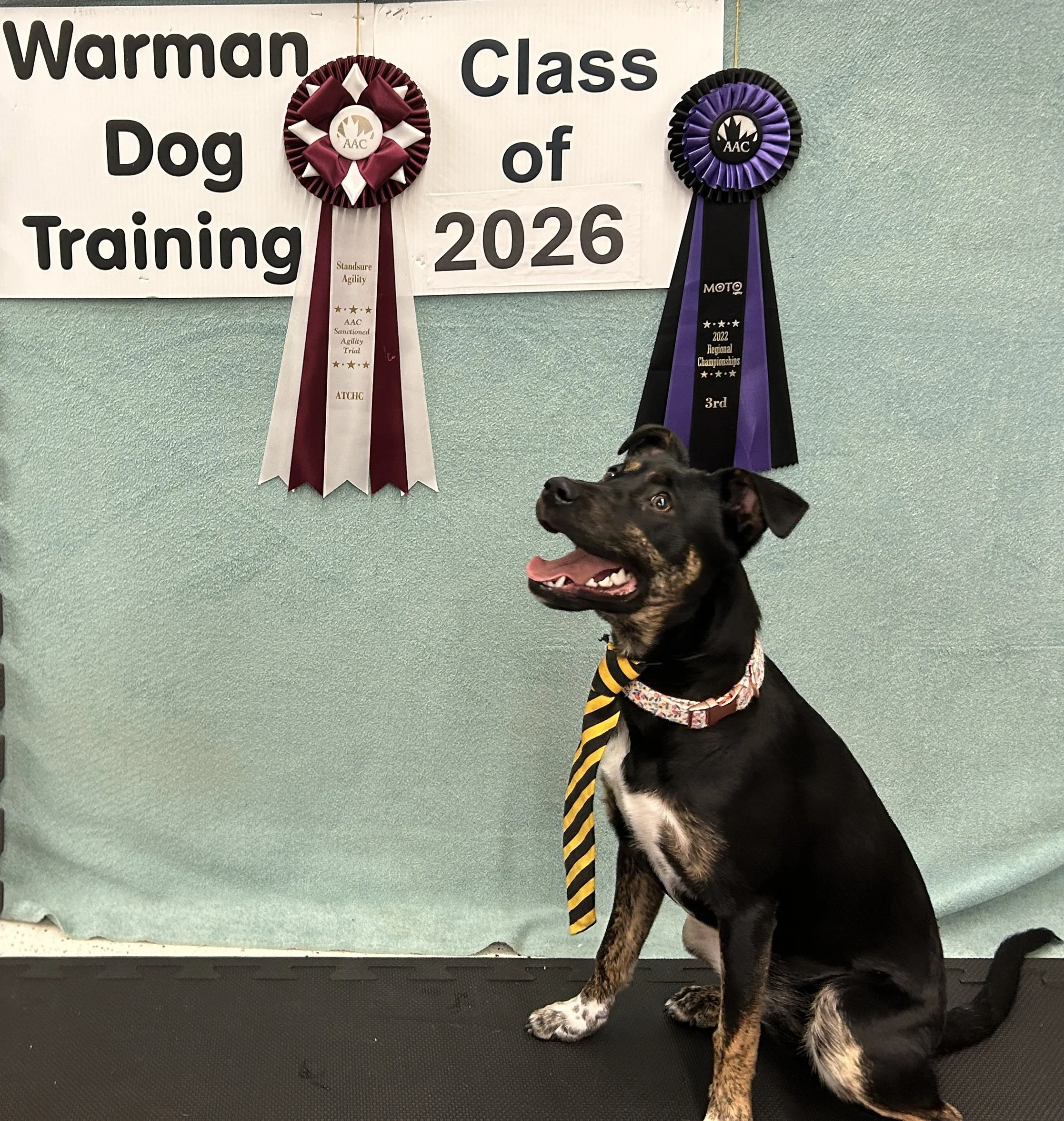 A black and brown dog with a yellow and black striped leash, sitting indoors in front of a white and green wall with two award ribbons hanging on it, one maroon and white, the other purple and black.