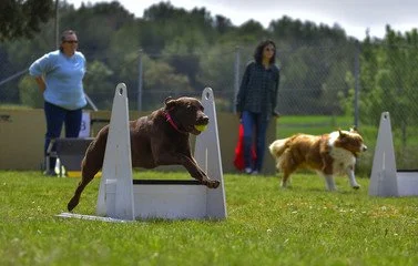A brown labrador and a border collie going over flyball jumps