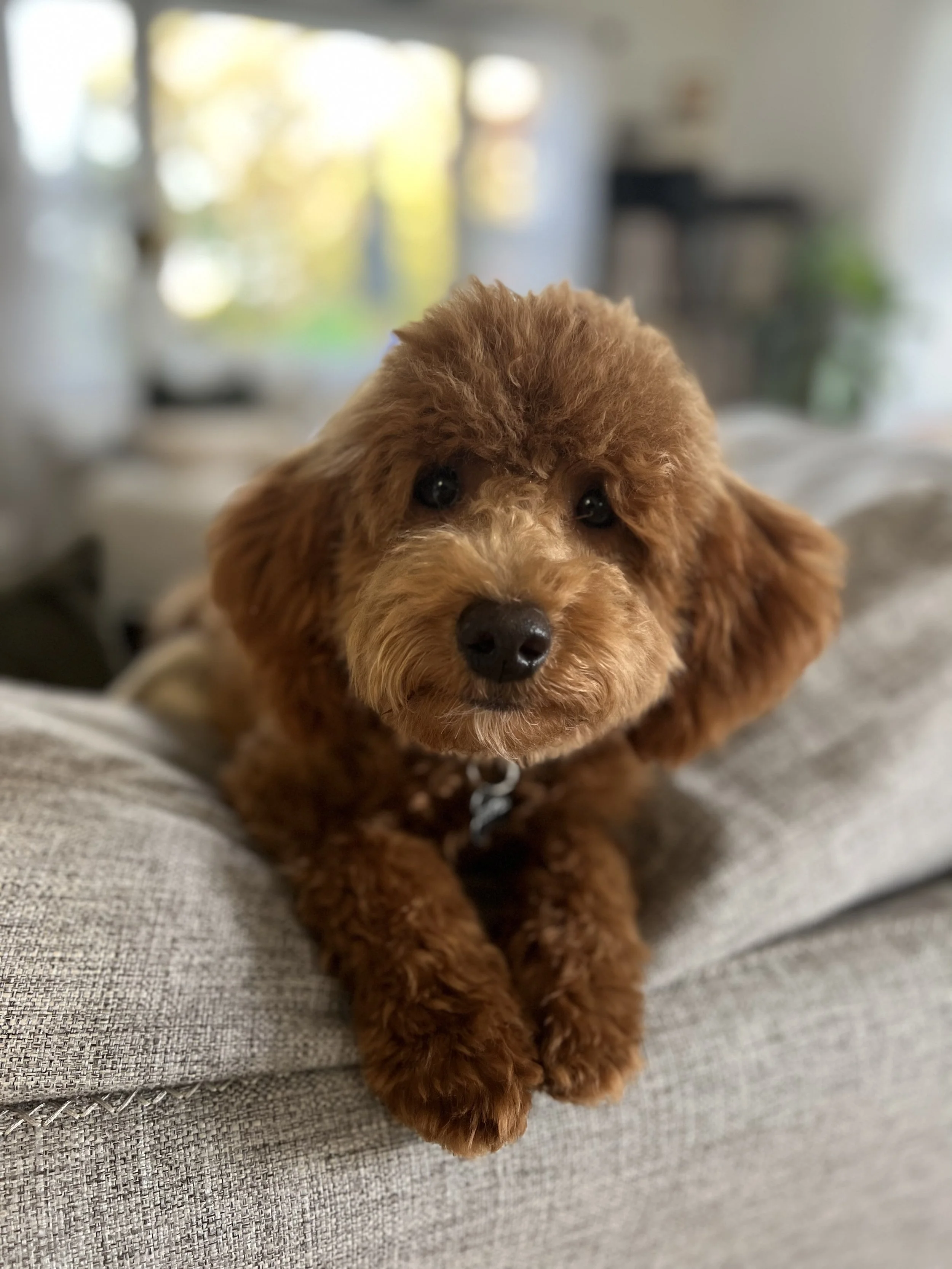 A red poodle puppy chilling