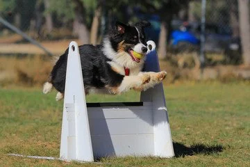 A dog jumping over an flyball hurdle outdoors with trees in the background.