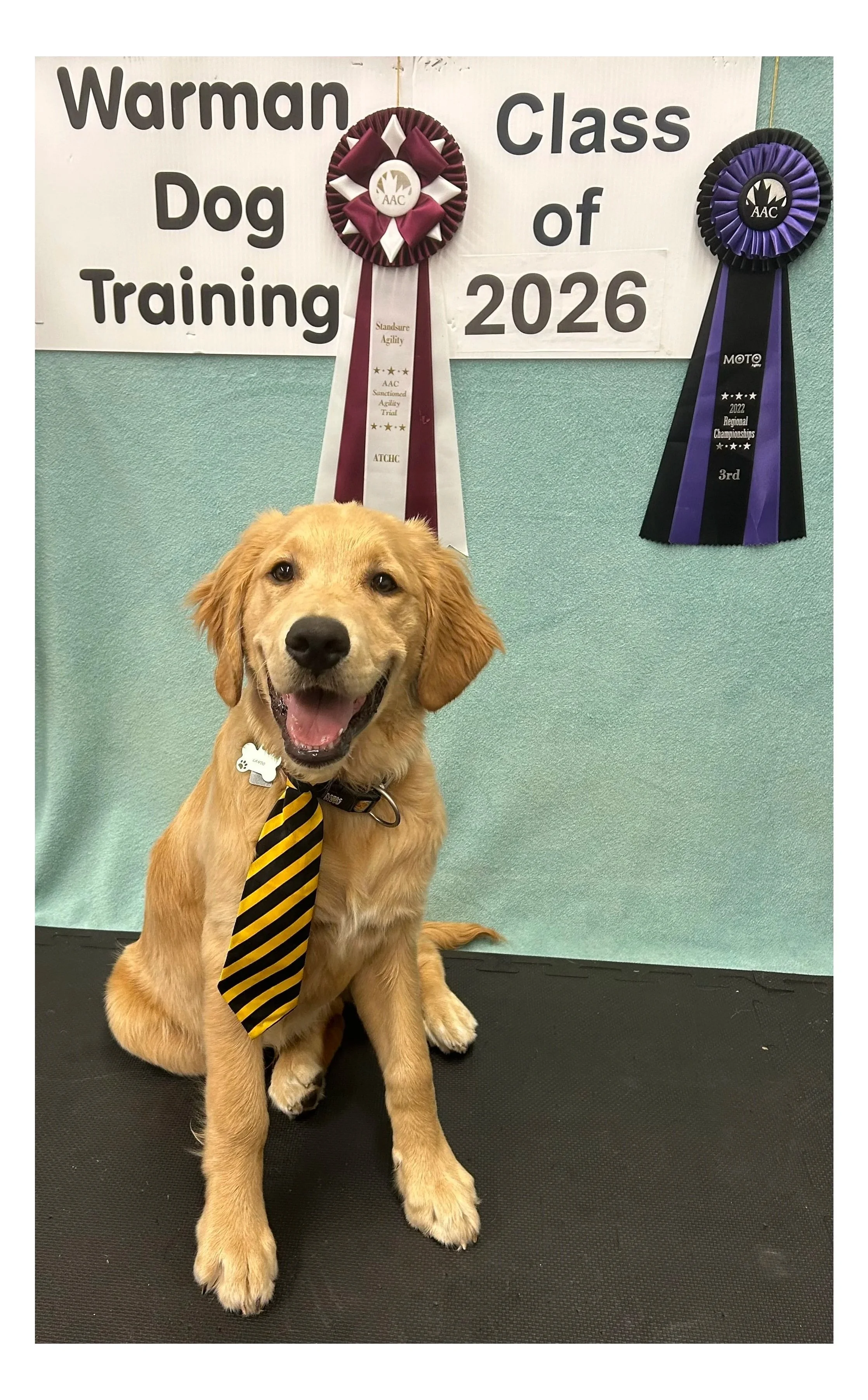 Golden retriever puppy wearing a black and yellow striped tie, sitting on a black mat in front of a green wall with a large white banner that reads "Warman Dog Training Class of 2026." The wall has two award ribbons, one pink and white with the text AAC, and one purple and black with the text 2022 Regional Championships.