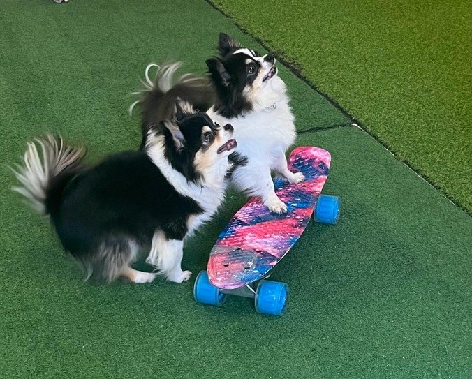 Two long hair Chihuahuas practicing tricks on a skateboard.