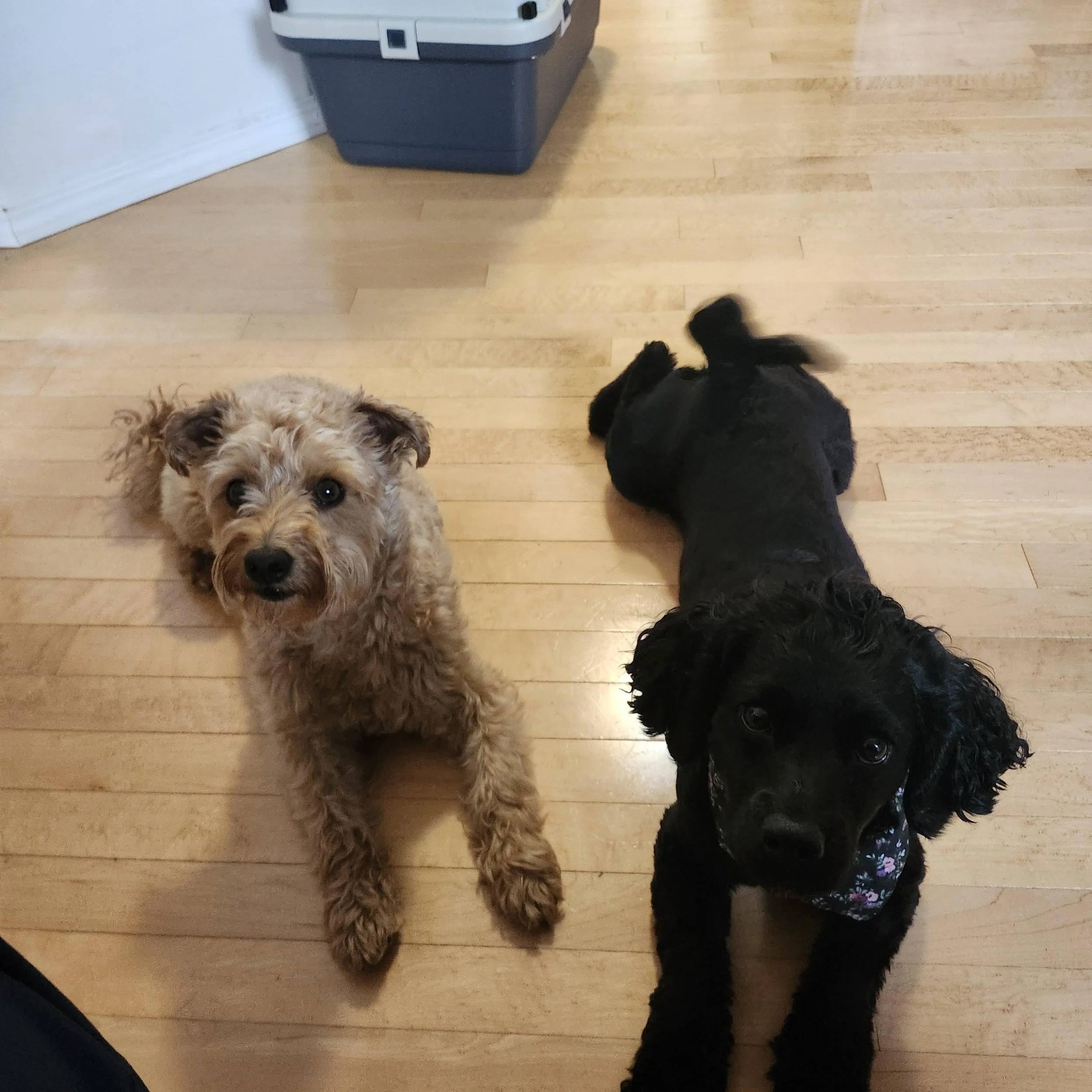 Two dogs lying on a wooden floor, one is light-colored and curly-haired, and the other is black and wearing a floral outfit.