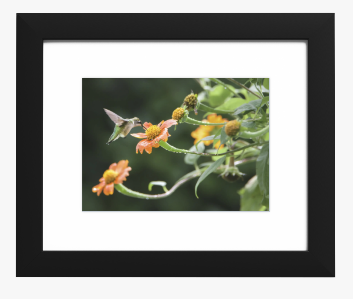 Ruby Throated Hummingbird (Framed Print 11x14)