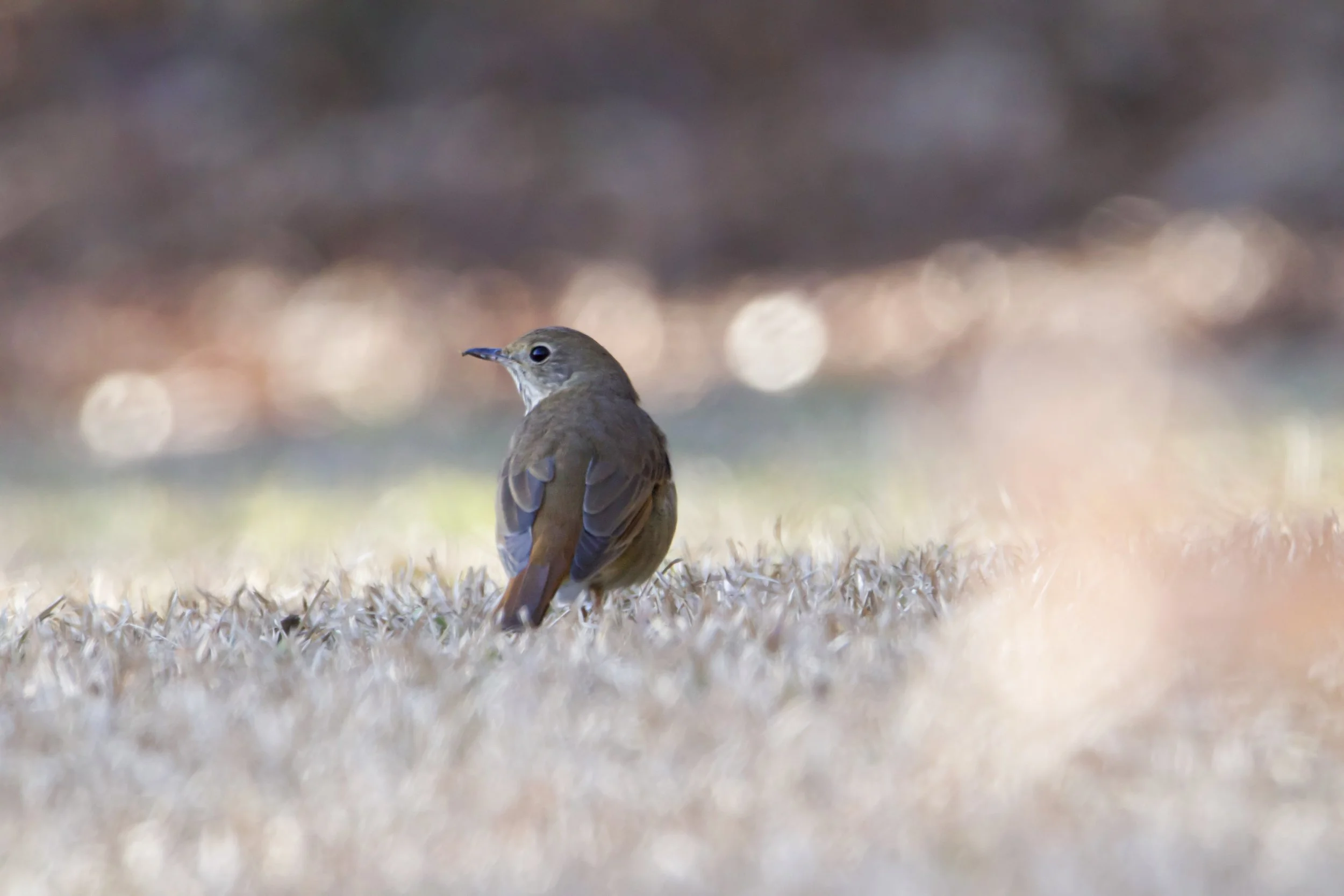 Hermit thrush.jpg