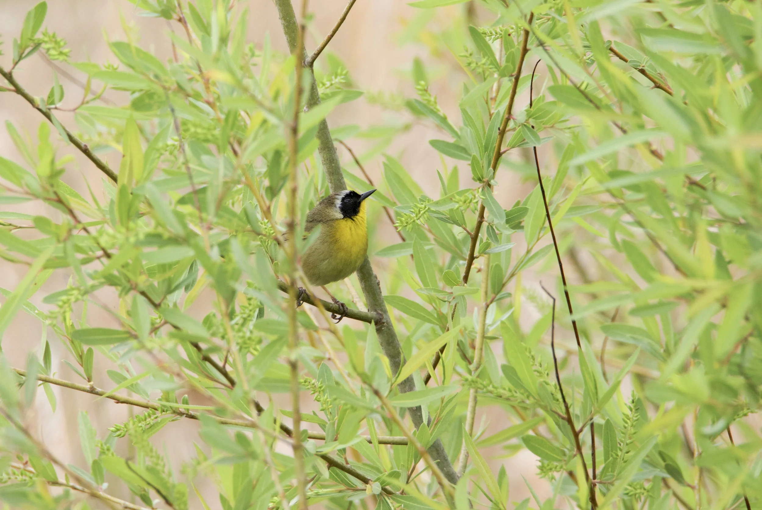 Common yellowthroat
