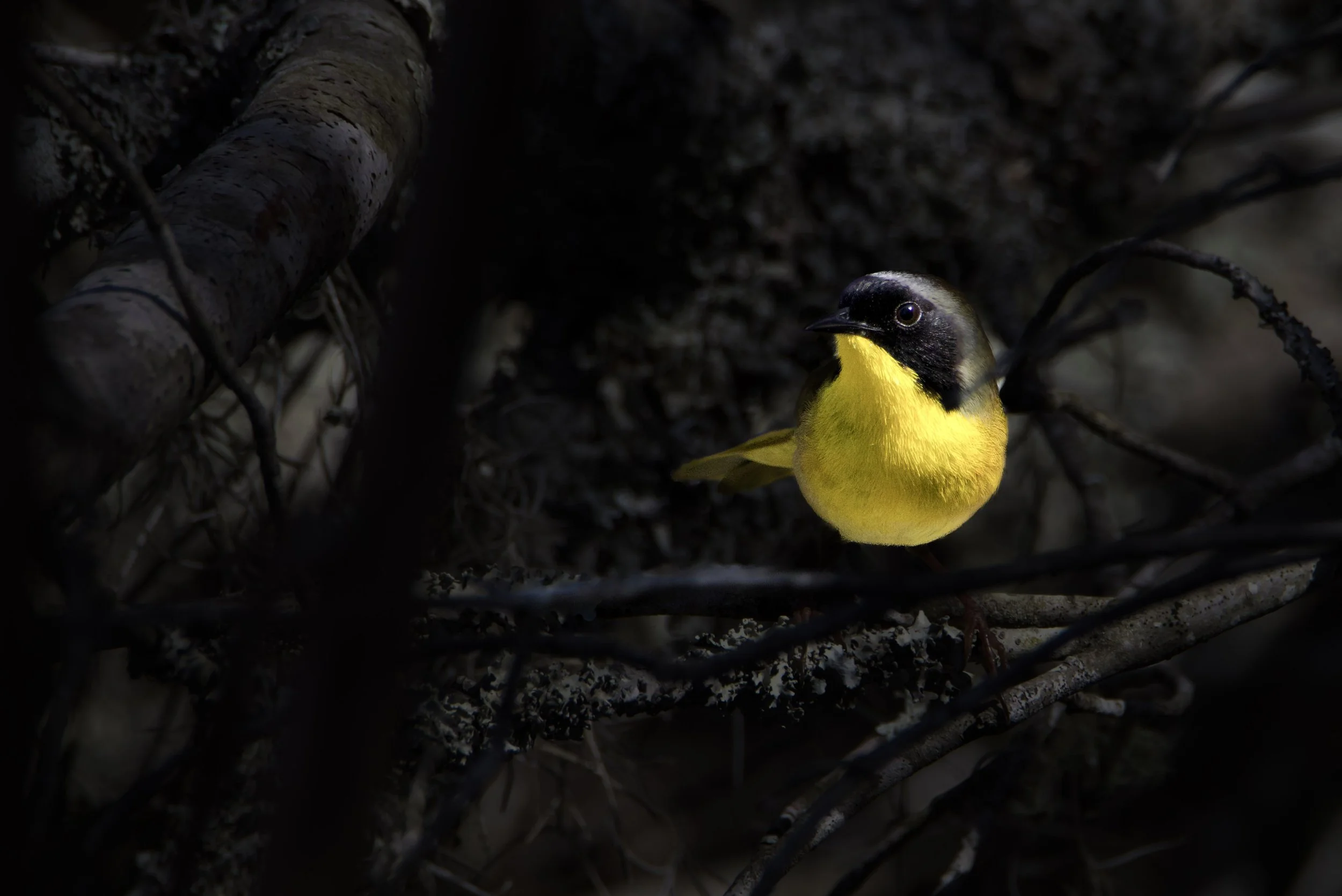 Common yellowthroat (1).jpg