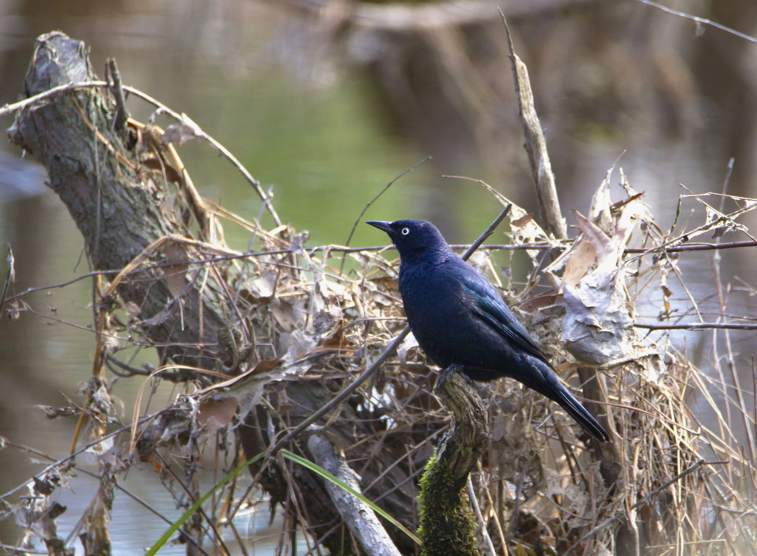 Rusty Blackbird 