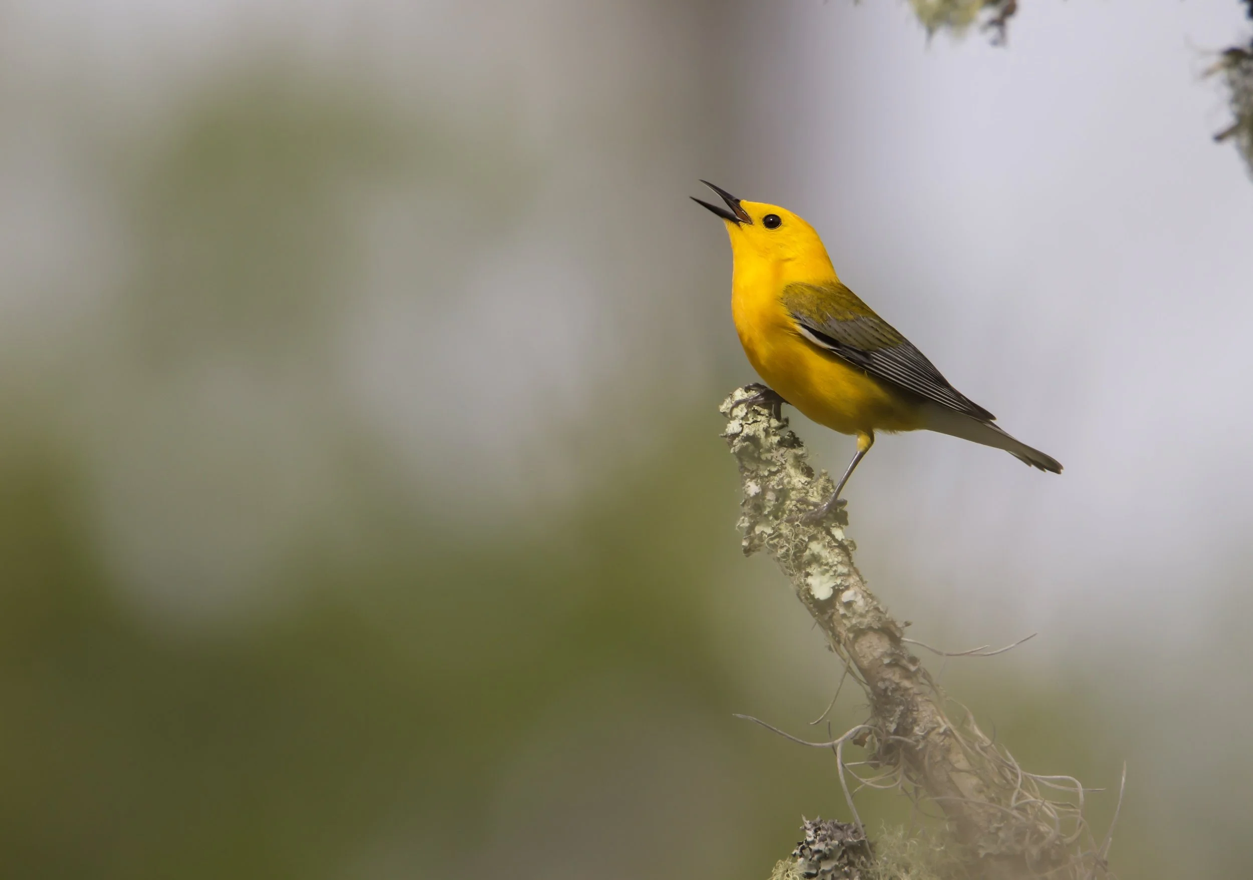 Prothonotary Warbler