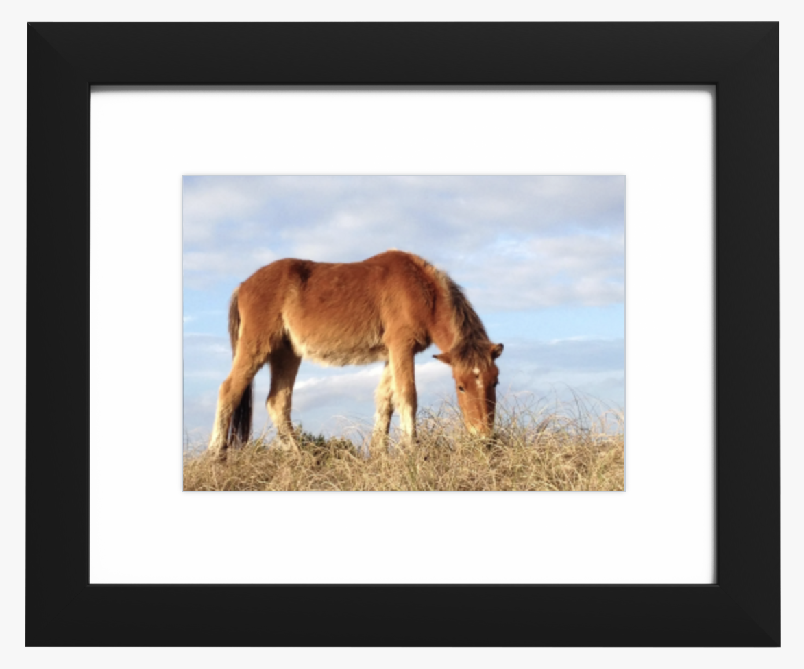 Outer Banks Pony 16x20 Framed Print