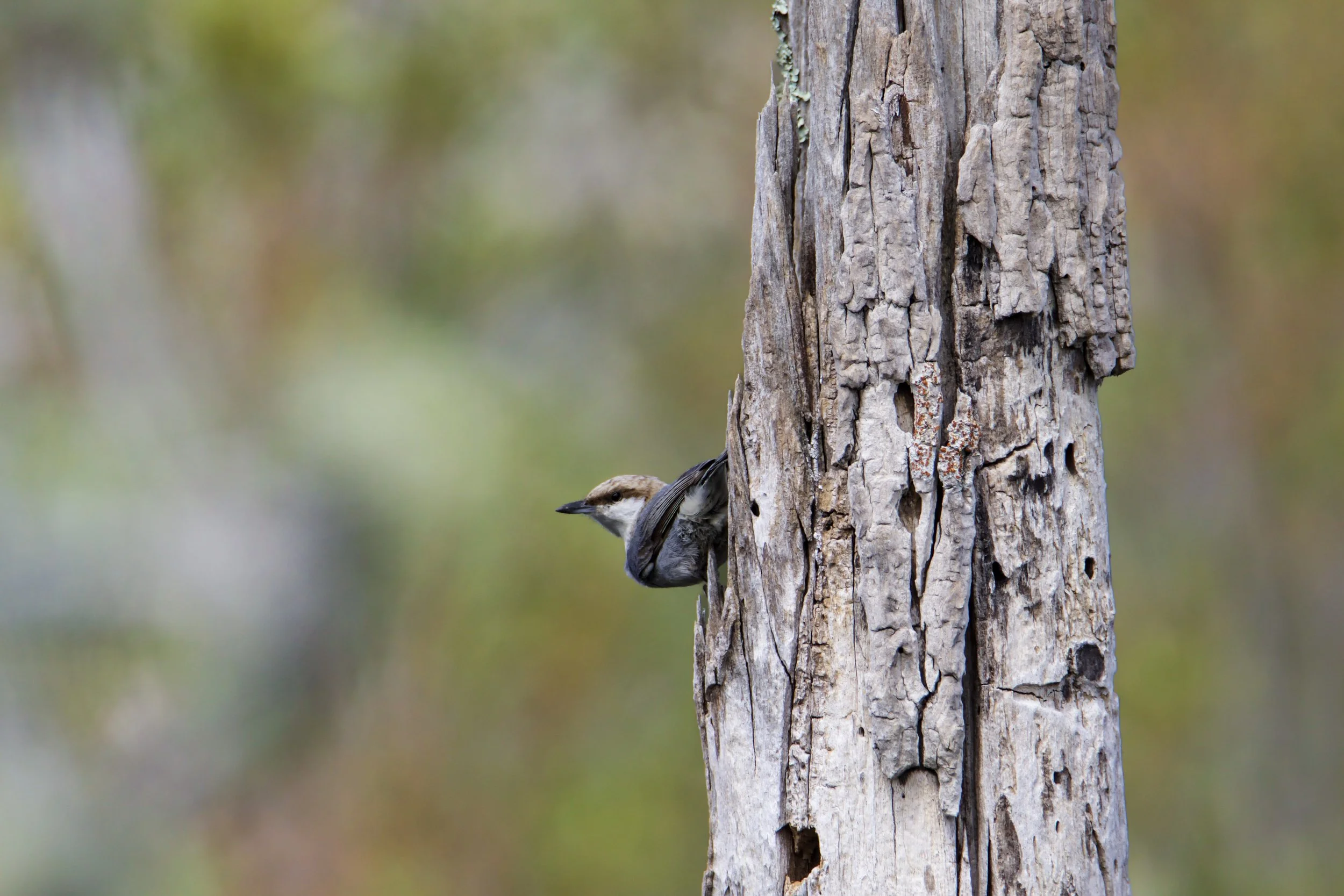 Brown headed Nuthatch 