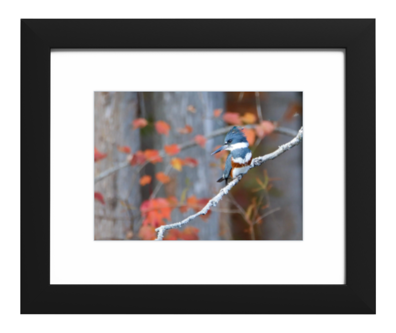 Belted Kingfisher 16x20 framed print