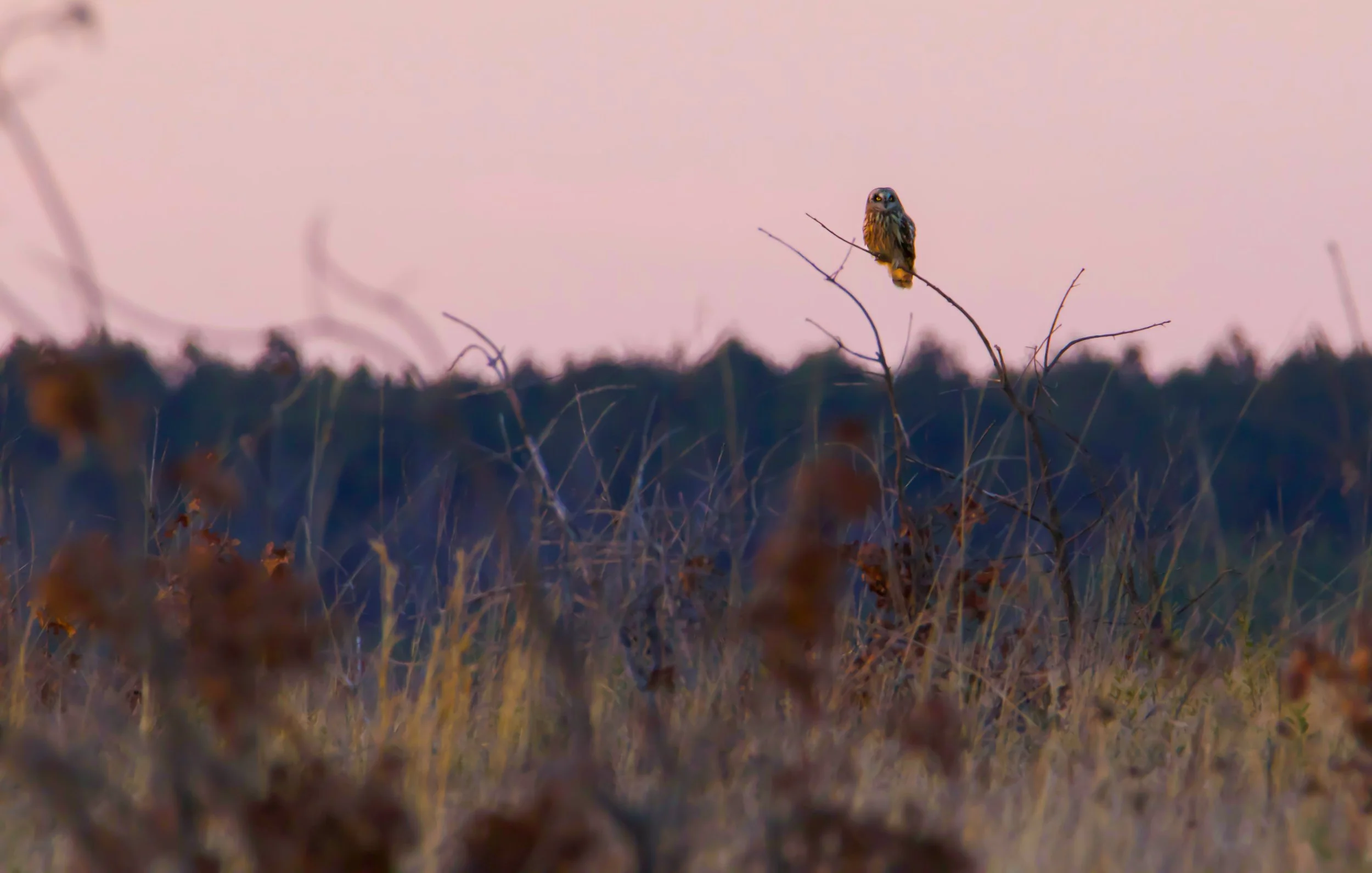 Short eared owl 