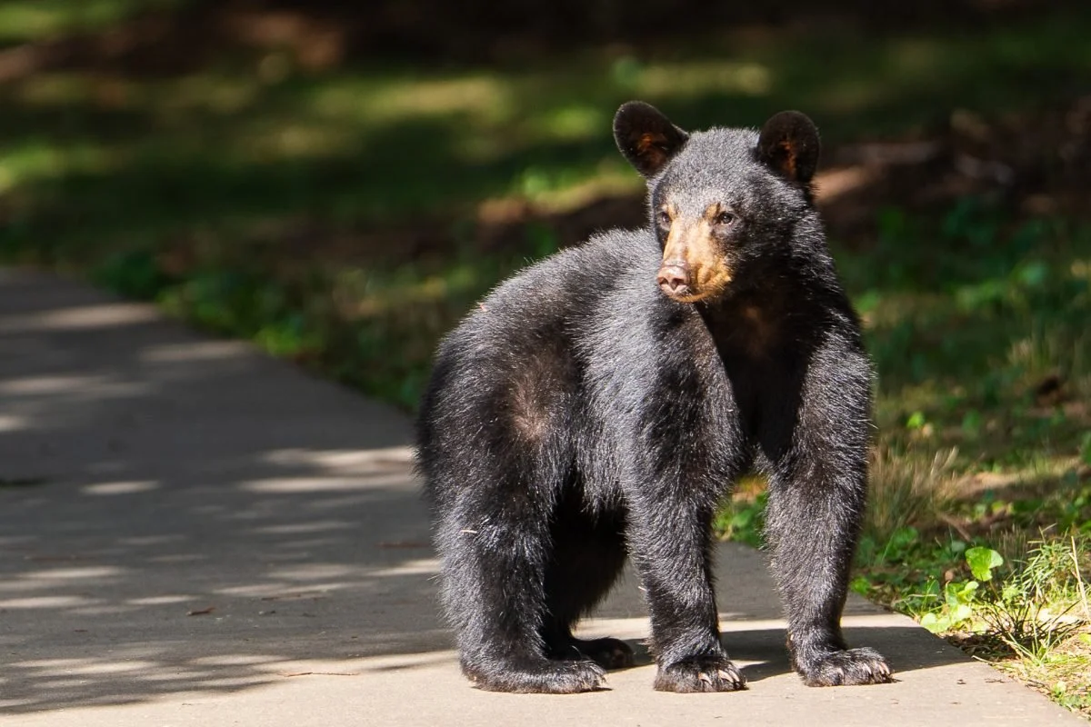 Bear With Us: Living Safely in Asheville’s Bear Country