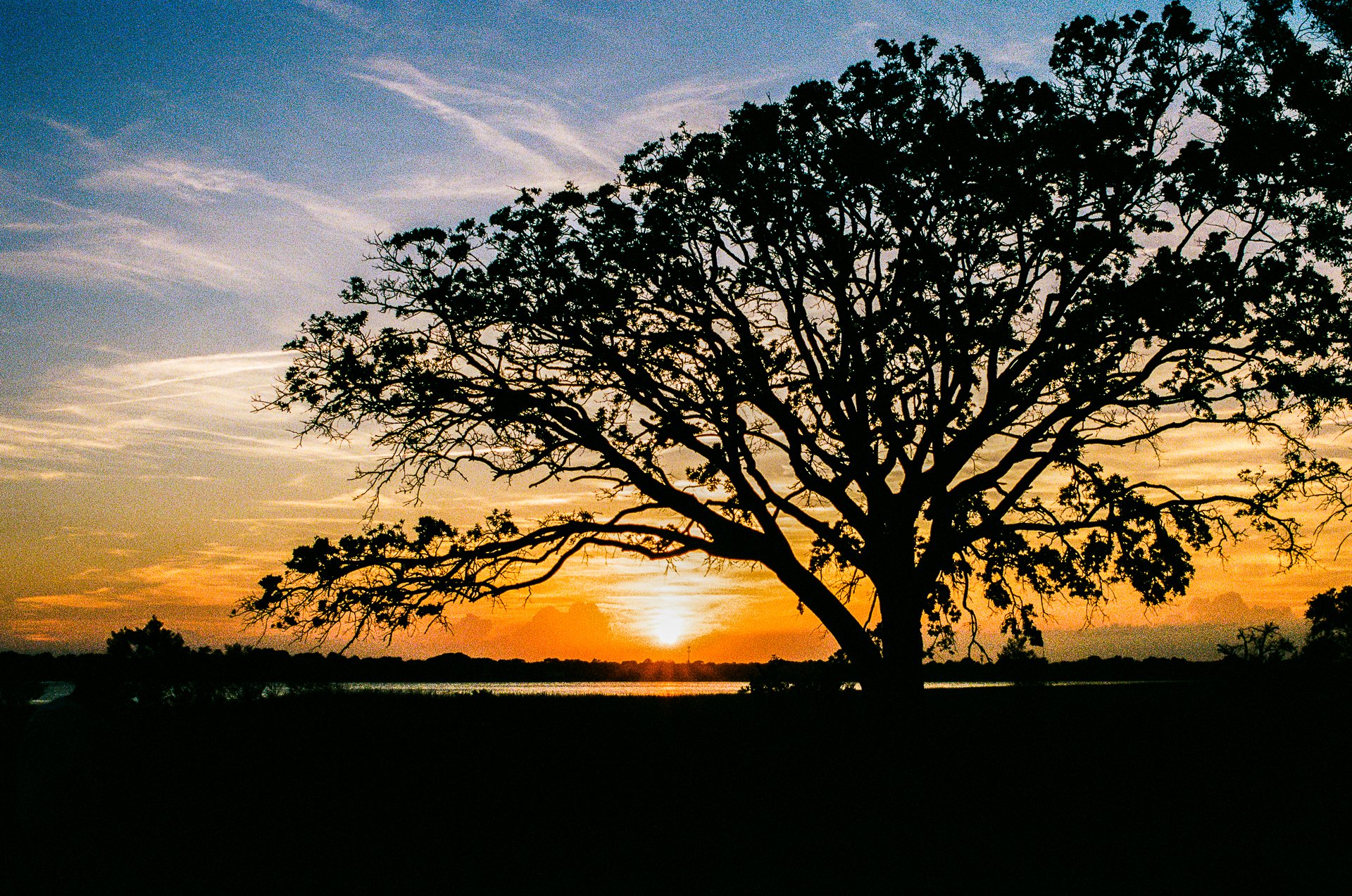 film, landscape | Tree of Life