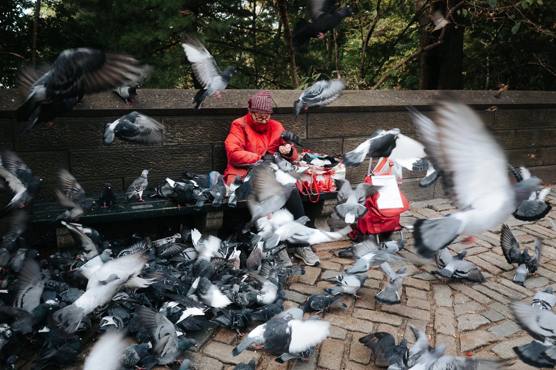 street | NYC Pigeons