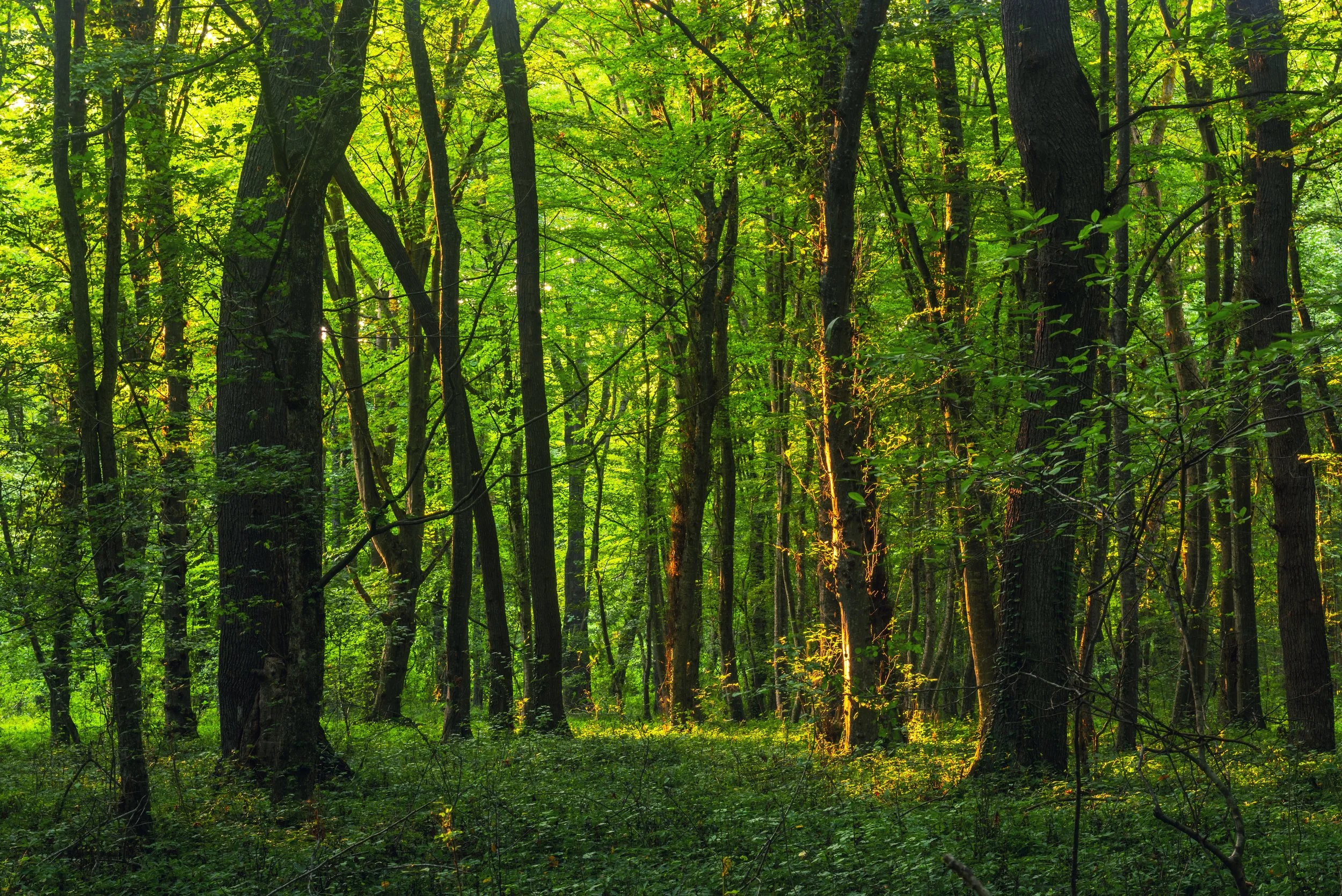 Deep in the Forest with sunlight through the leaves