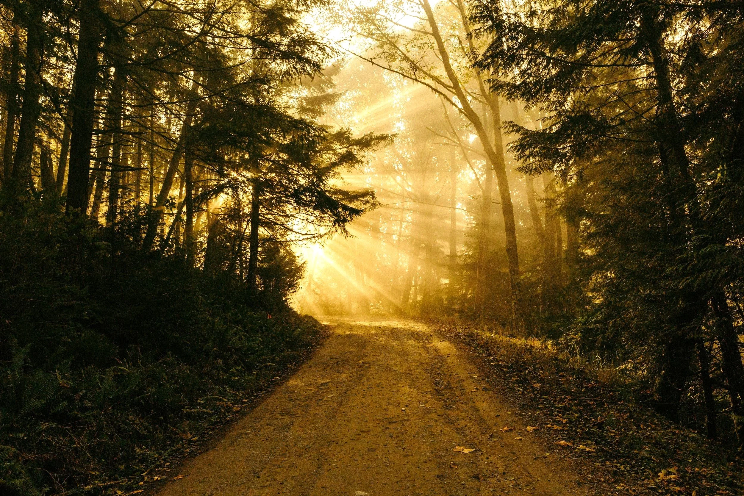 A dirt forest trail with tall trees on either side, illuminated by golden sunlight streaming through the branches.