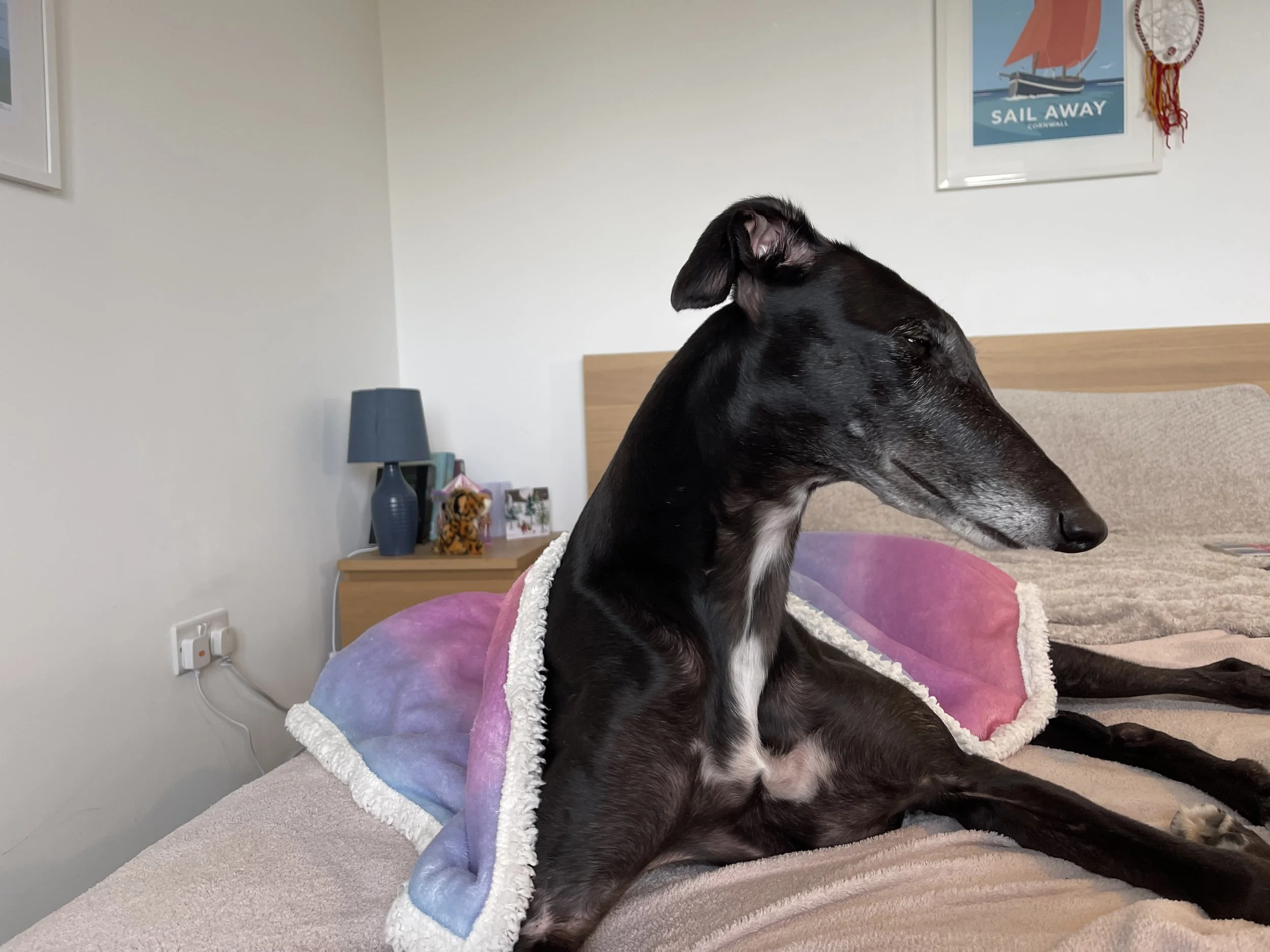 1st January 2024 - It’s a greyhounds life..