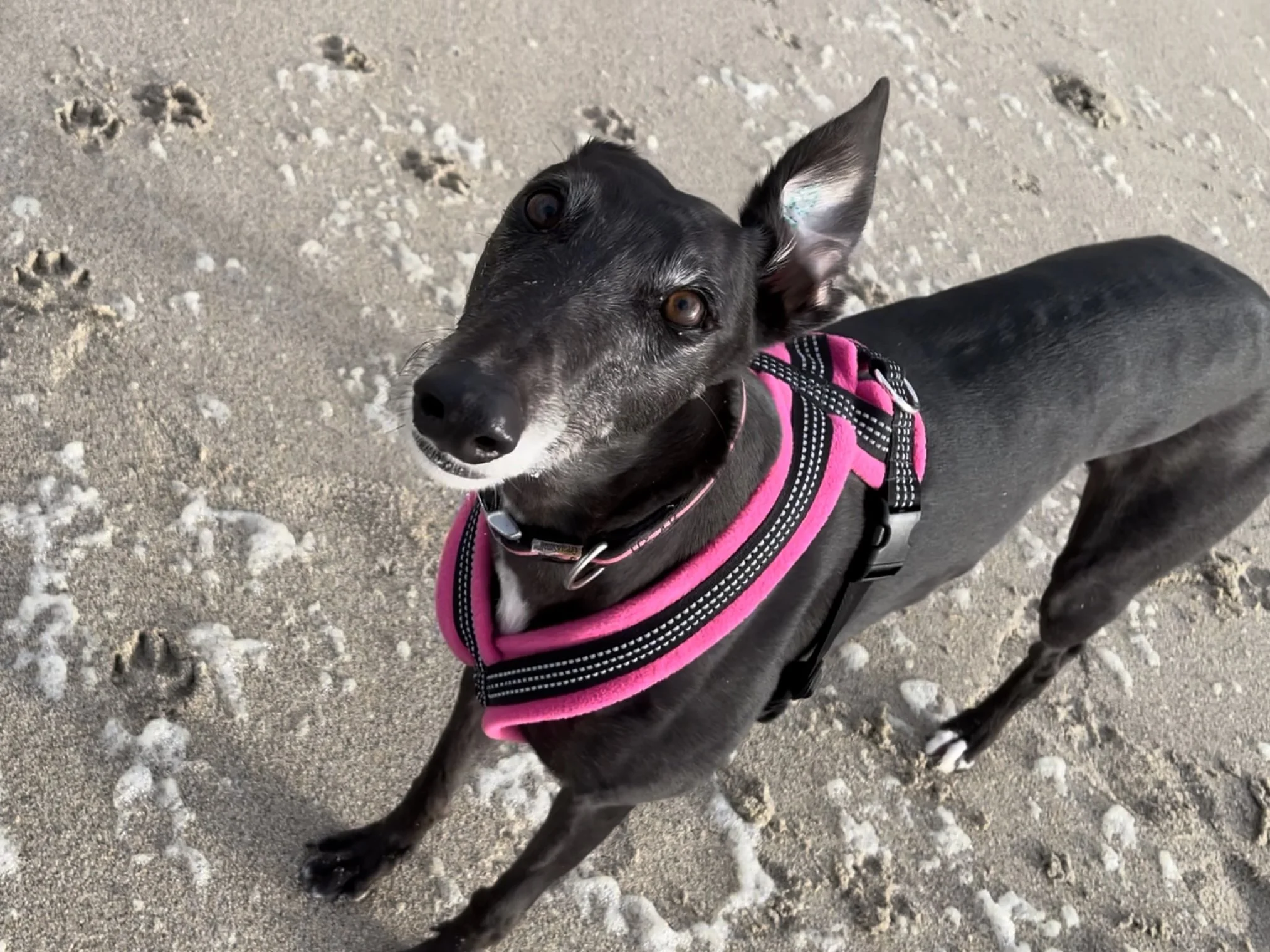 Ten reasons to adopt a greyhound (why ex-racing greyhounds make such good pets)