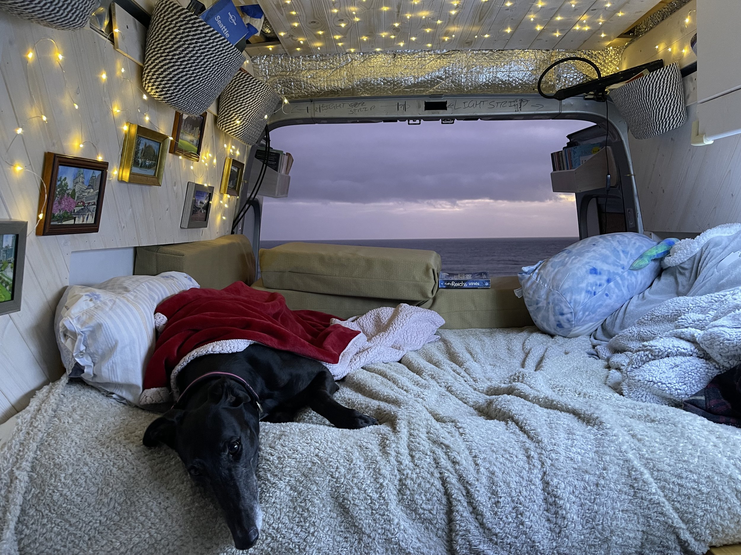 Does Miss Nancy the greyhound like my campervan?