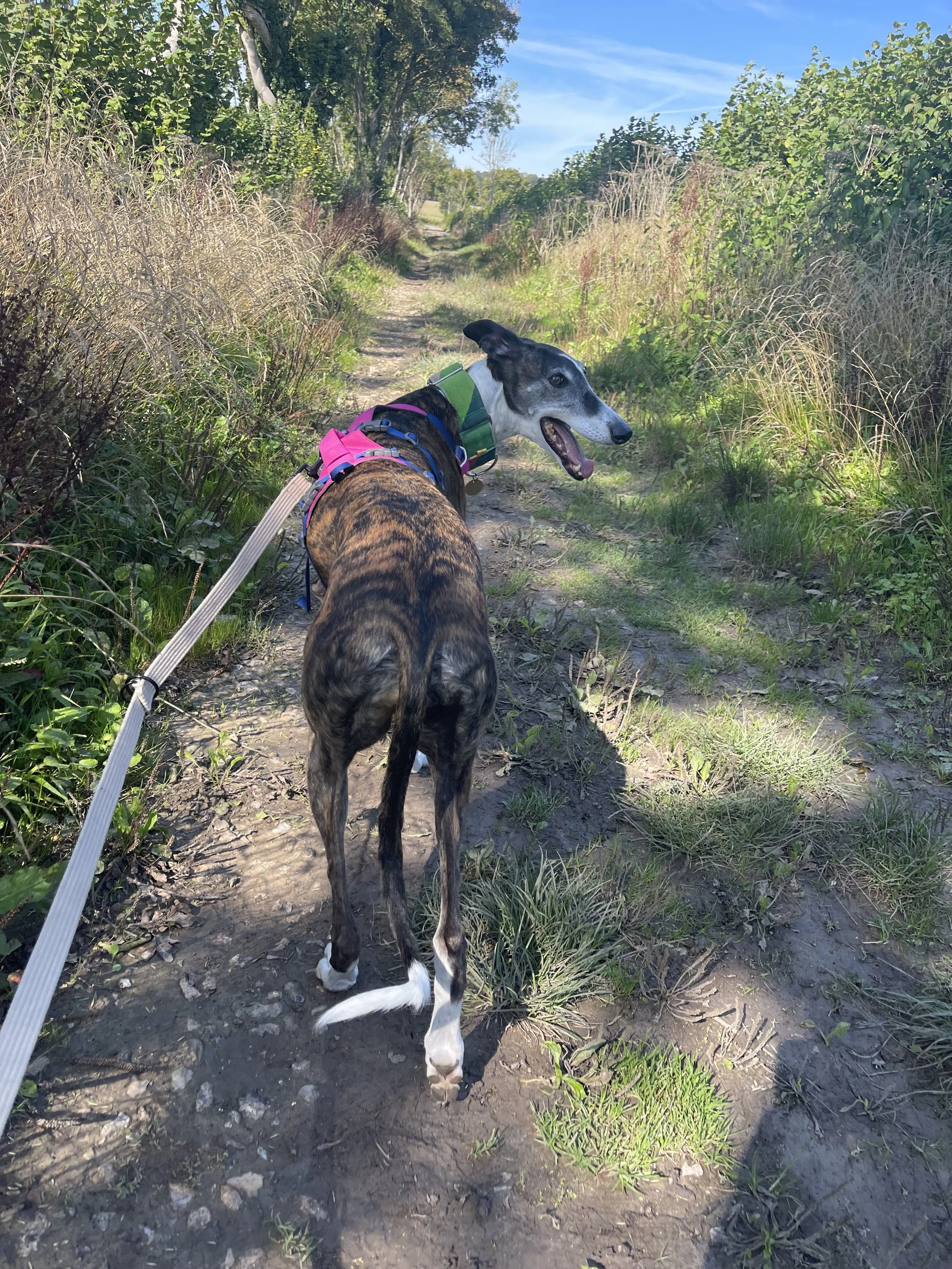 My nervous Galgo’s first week of walks - Rescue Dog Diaries