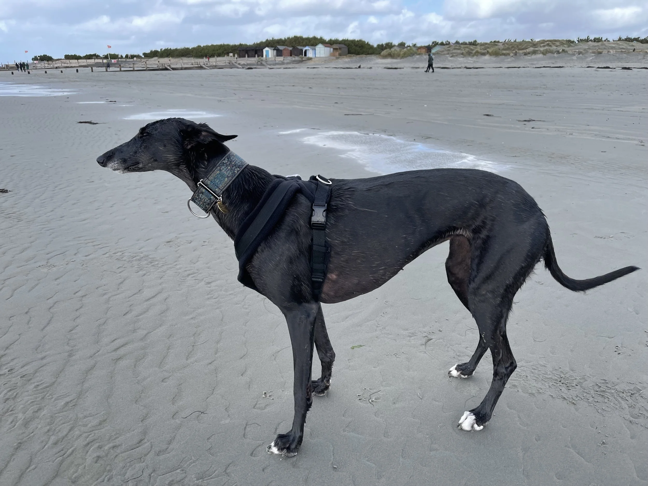 Miss Nancys first time at the beach - she accidentally got very wet!
