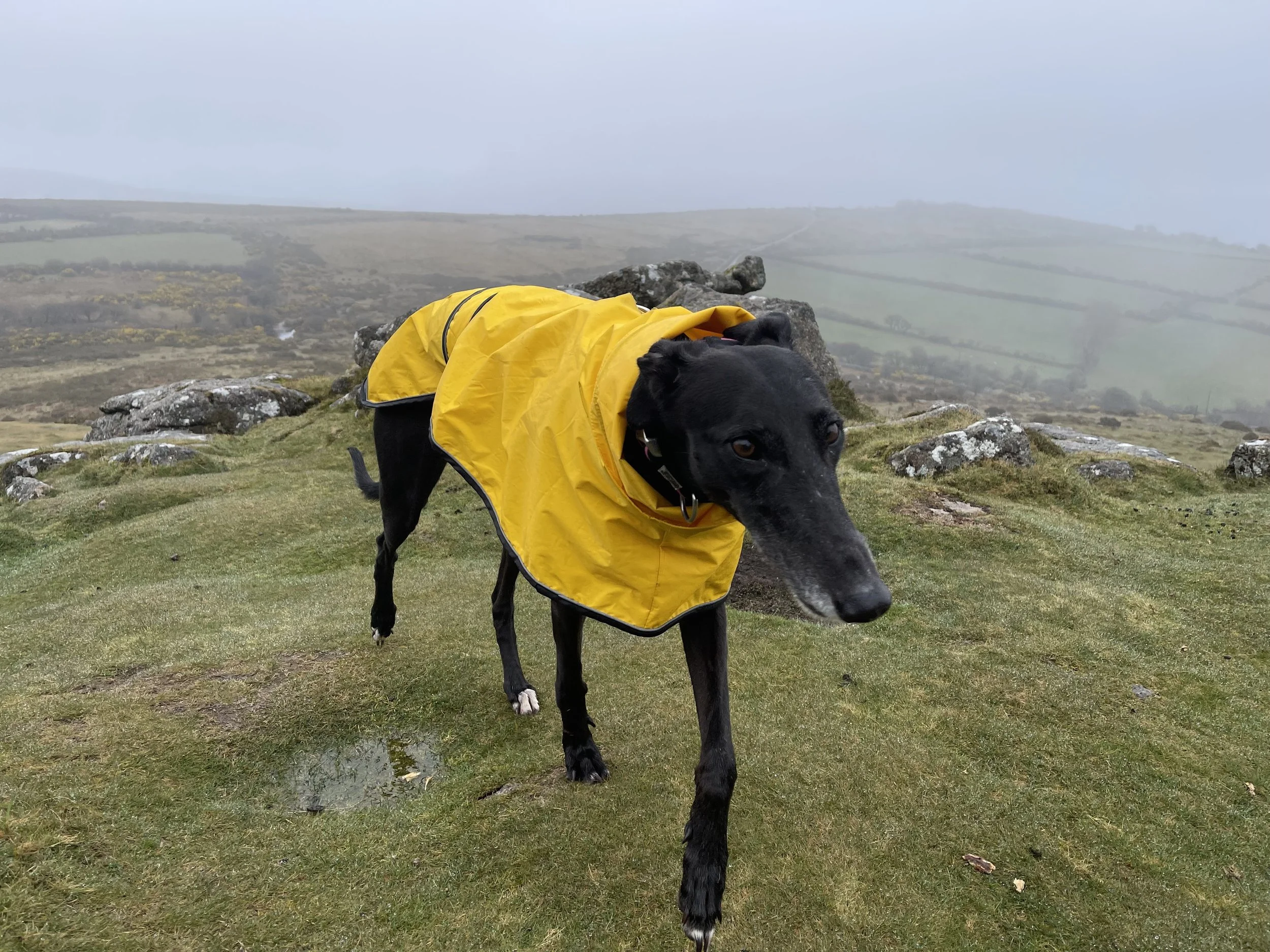 Greyhound wearing yellow raincoat on moors