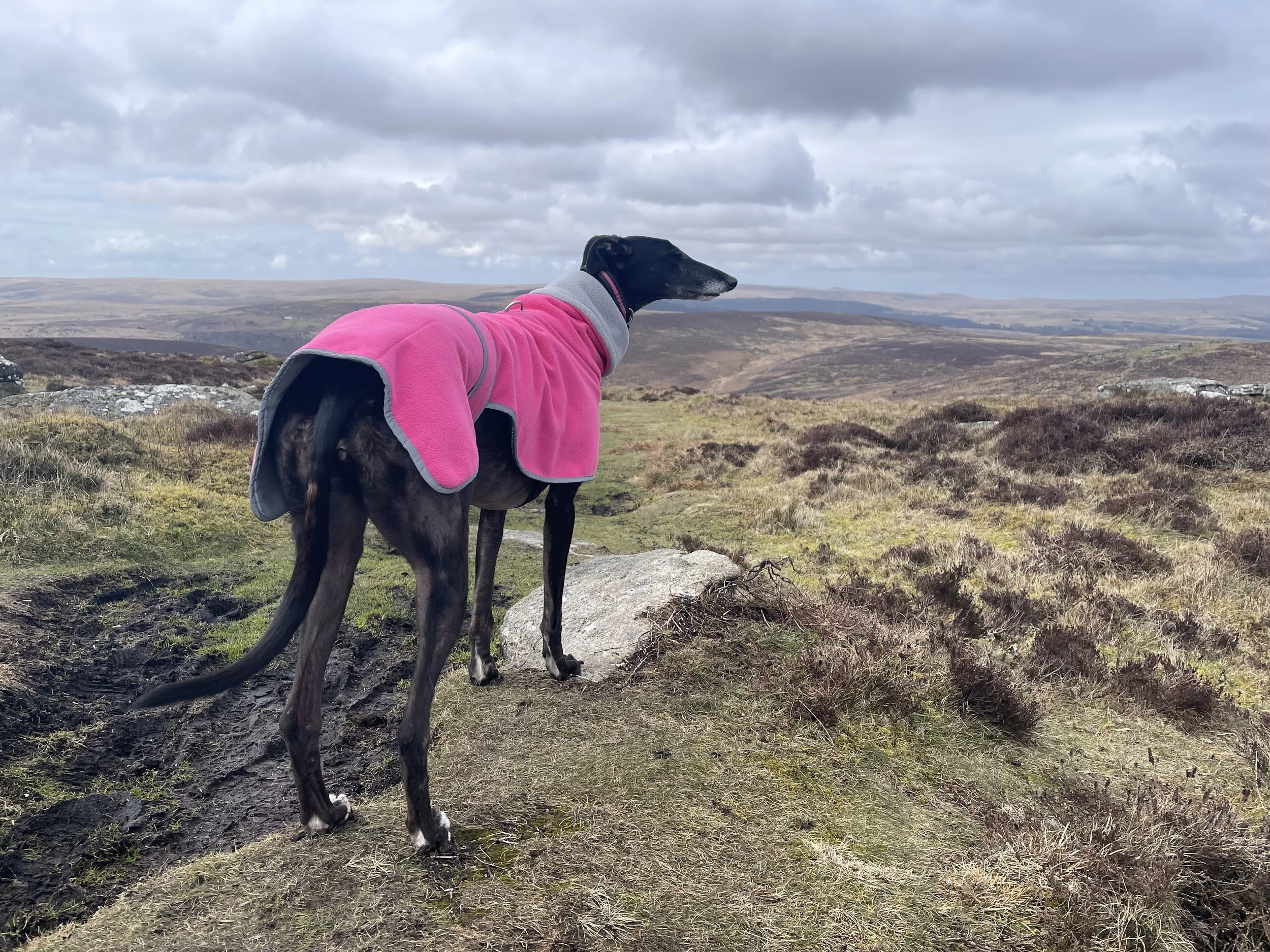 Greyhounds wearing pink fleece coat on Dartmoor