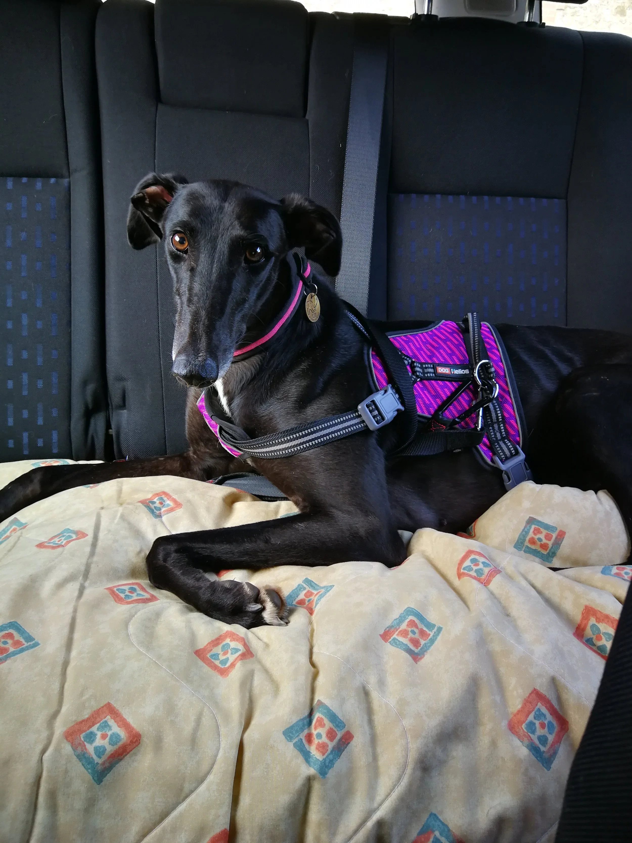 Miss Nancy comes home.