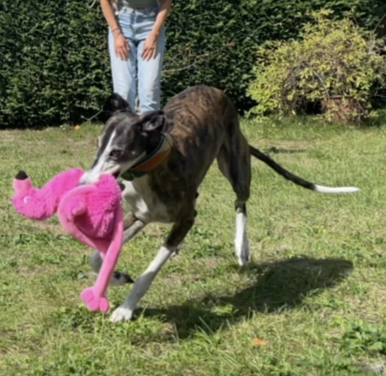 Favourite pink flamingo dog toy