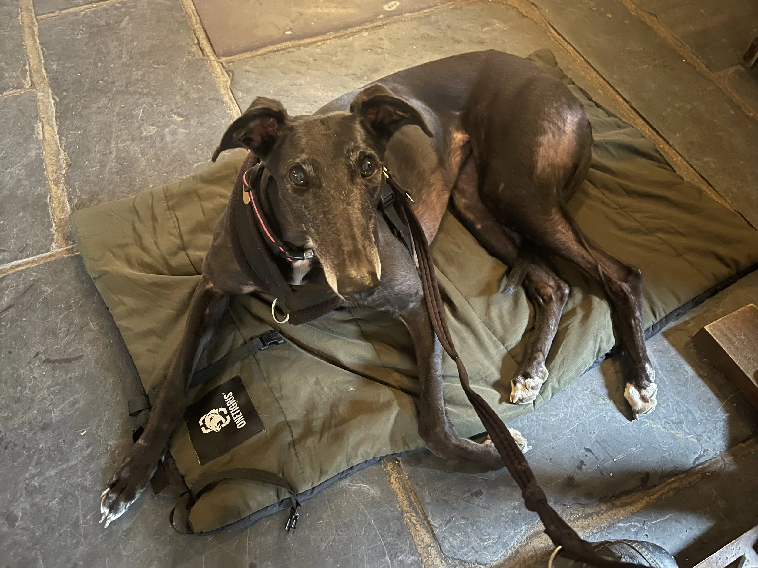 Miss Nancy the Greyhound lying on One Tigris sleeping bag at pub