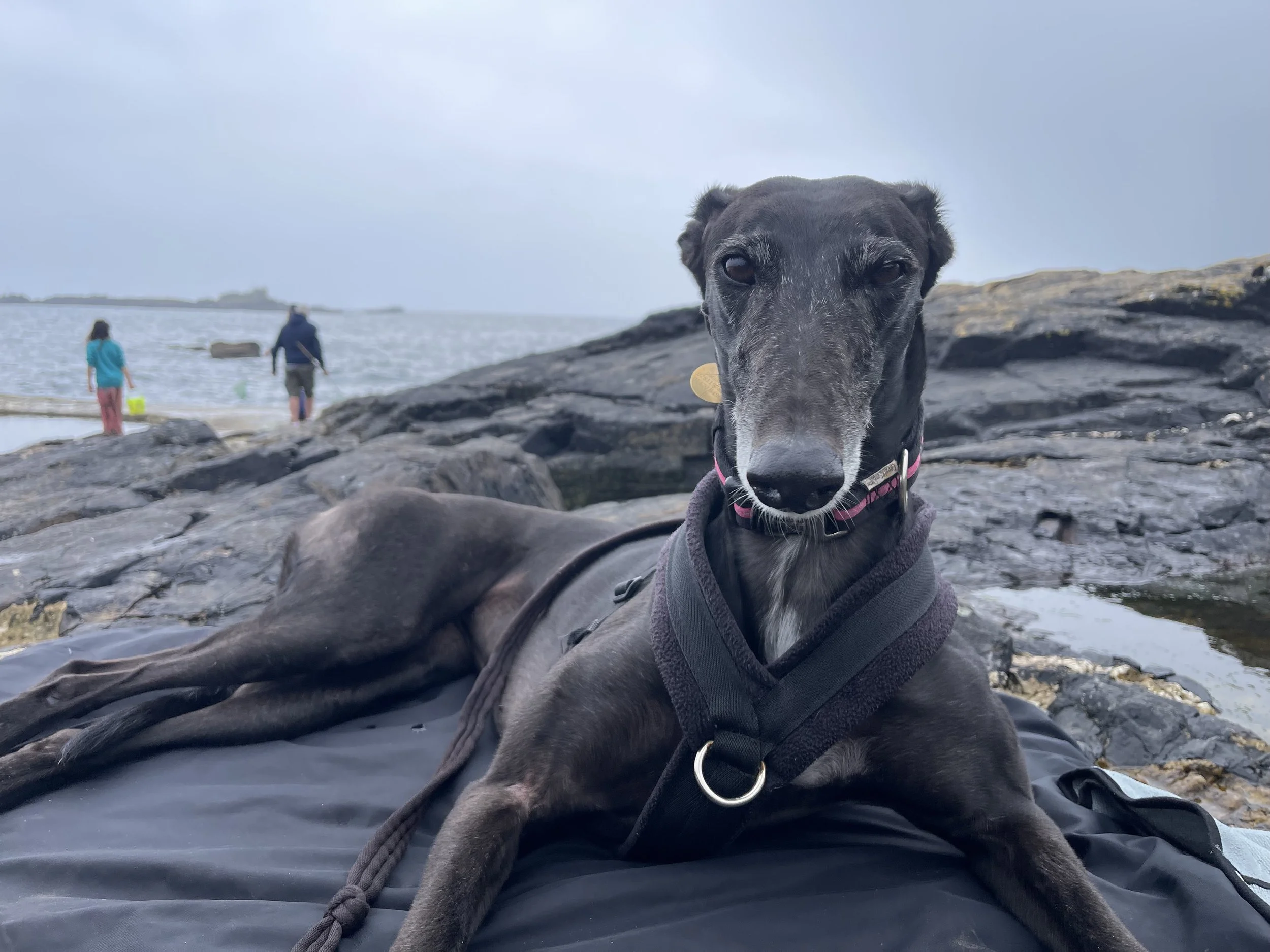 Miss Nancy the Greyhound sleeping by the sea