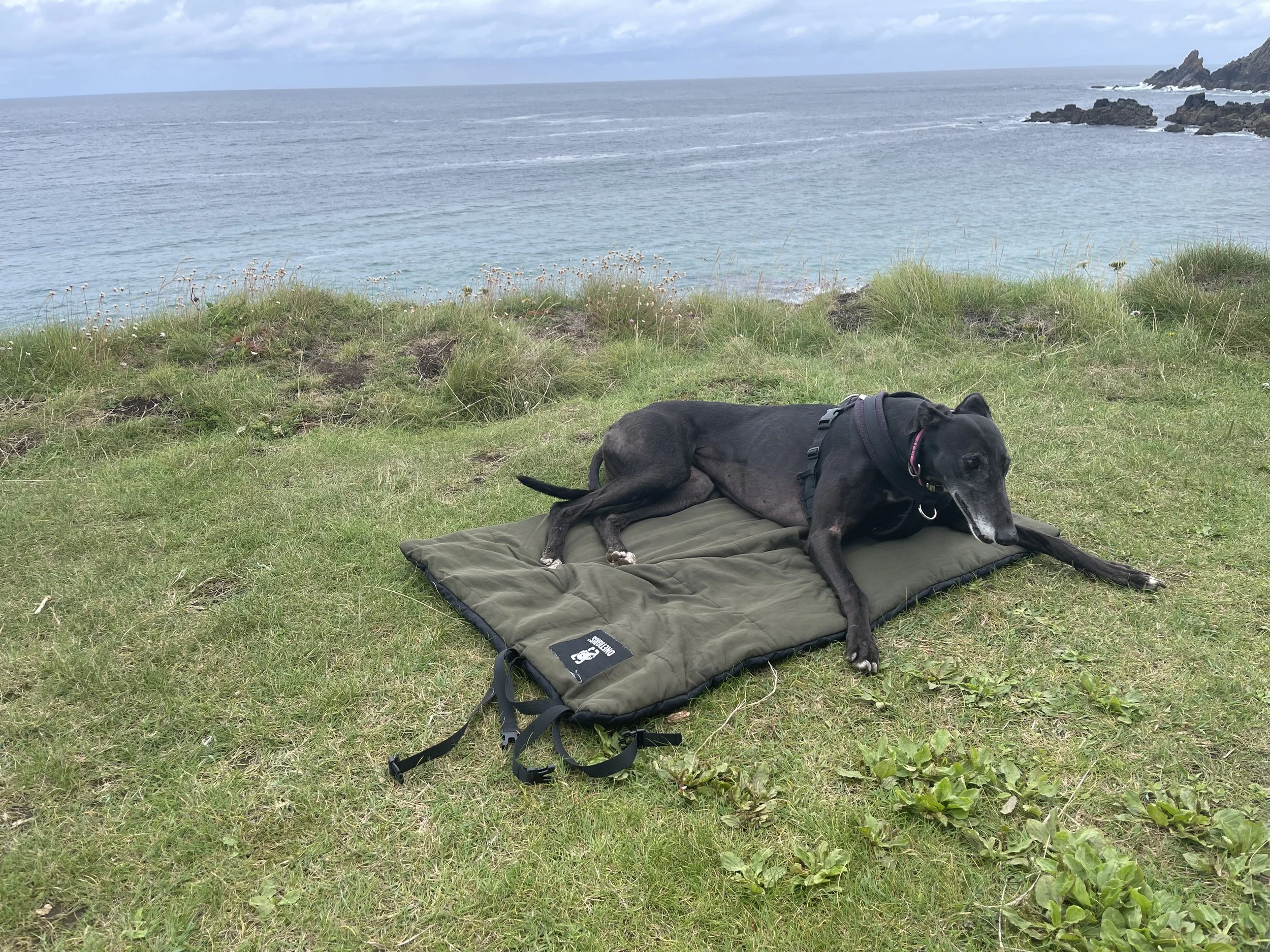Miss Nancy the Greyhound by the sea on OneTigris sleeping mat