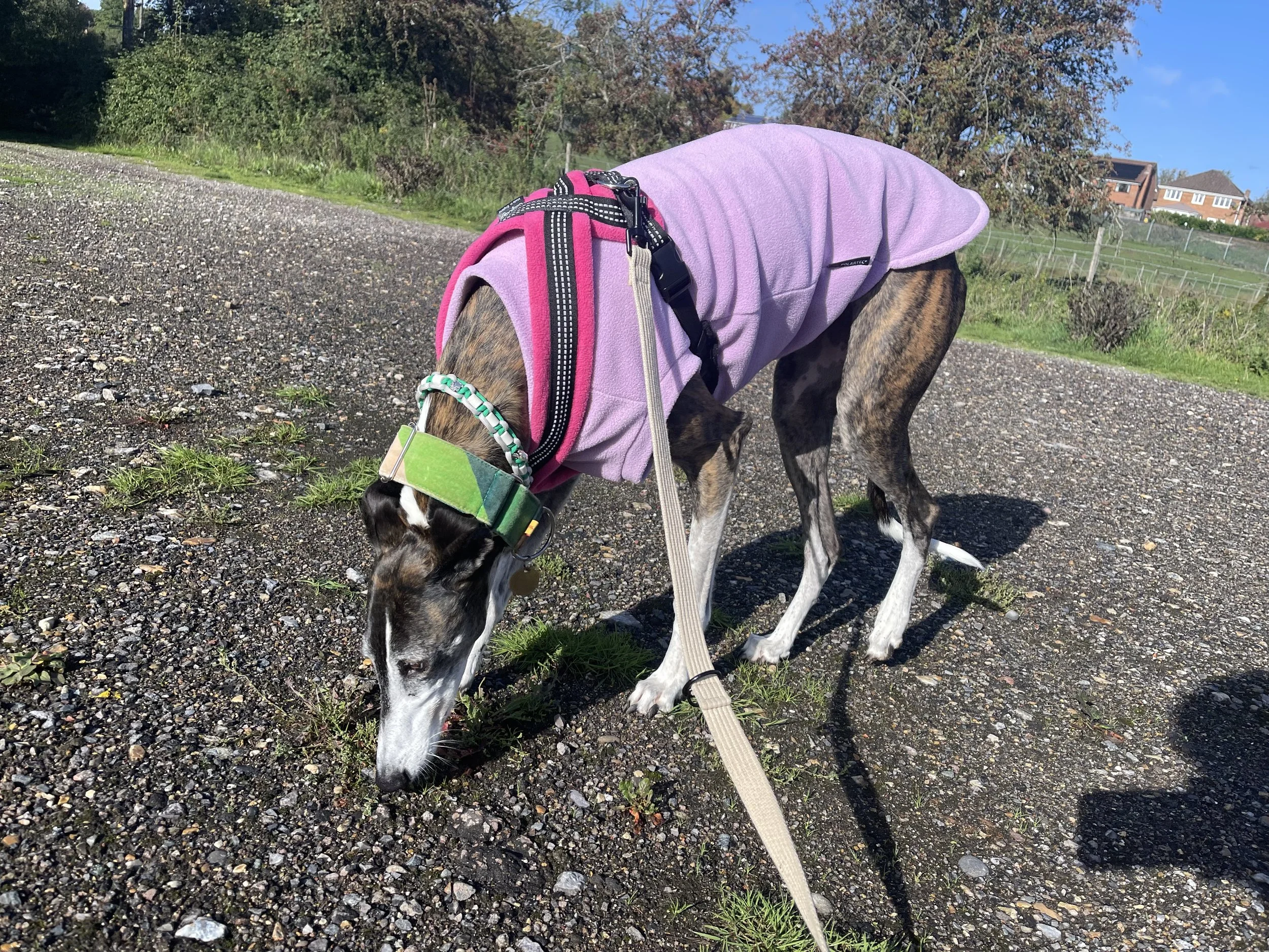 Martingale collar and cosy dog harness