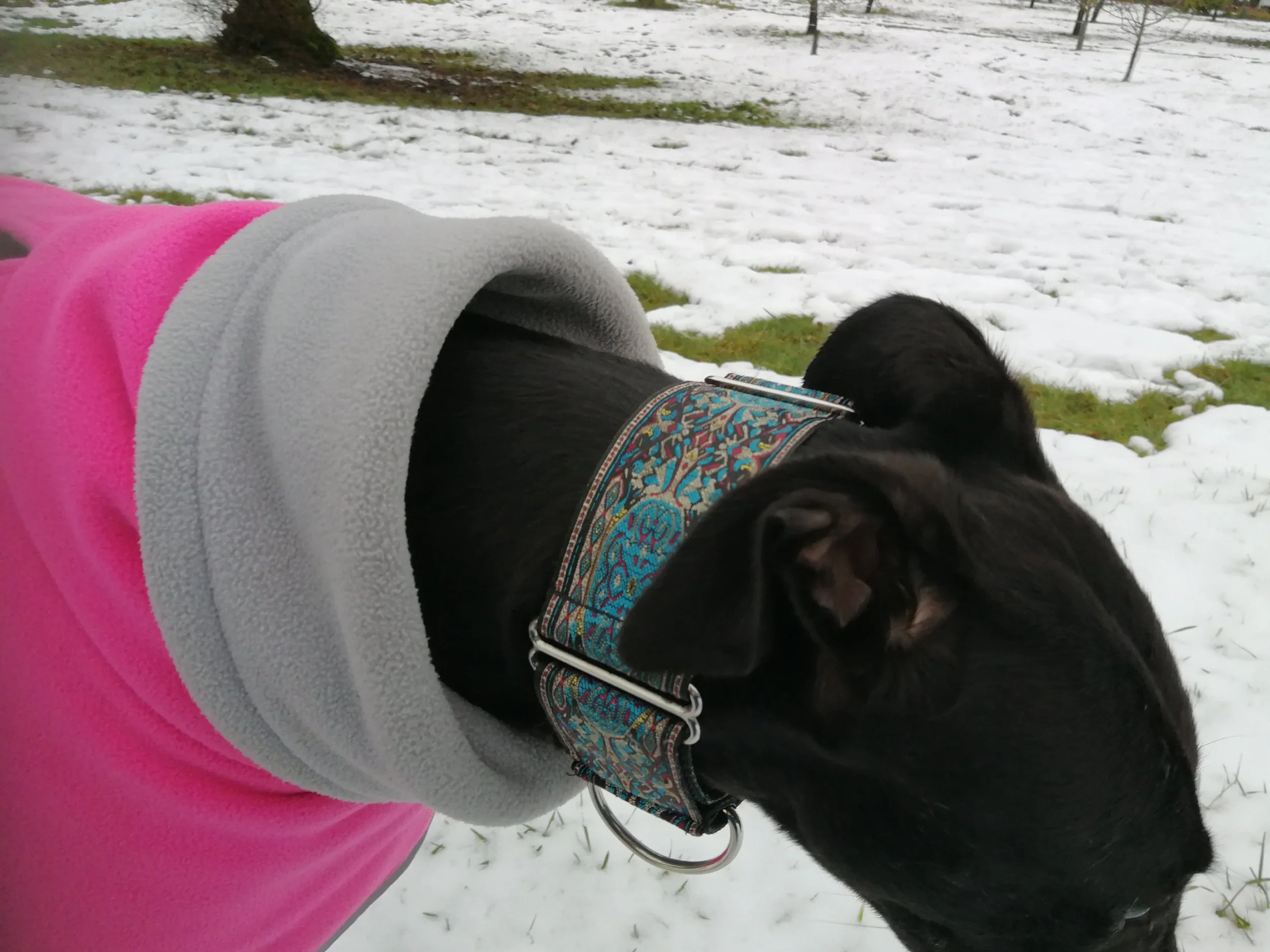 Miss Nancy’s martingale collar